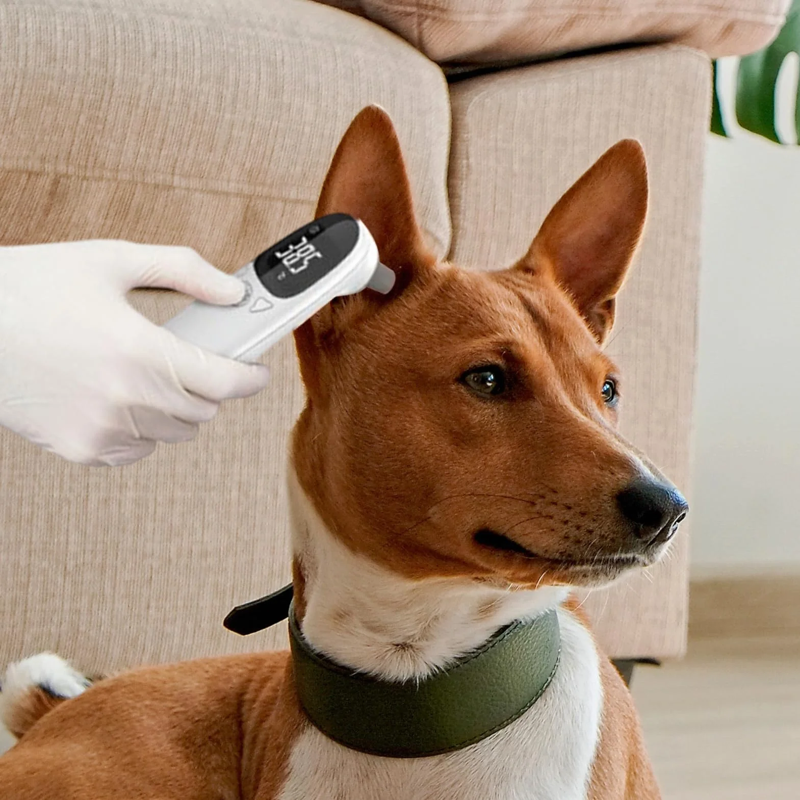 Termómetros para mascotas para perros, termómetros para orejas de gato | Suministros para mascotas - Termómetros para cachorros, dispositivo de detección de fiebre, suministros para mascotas