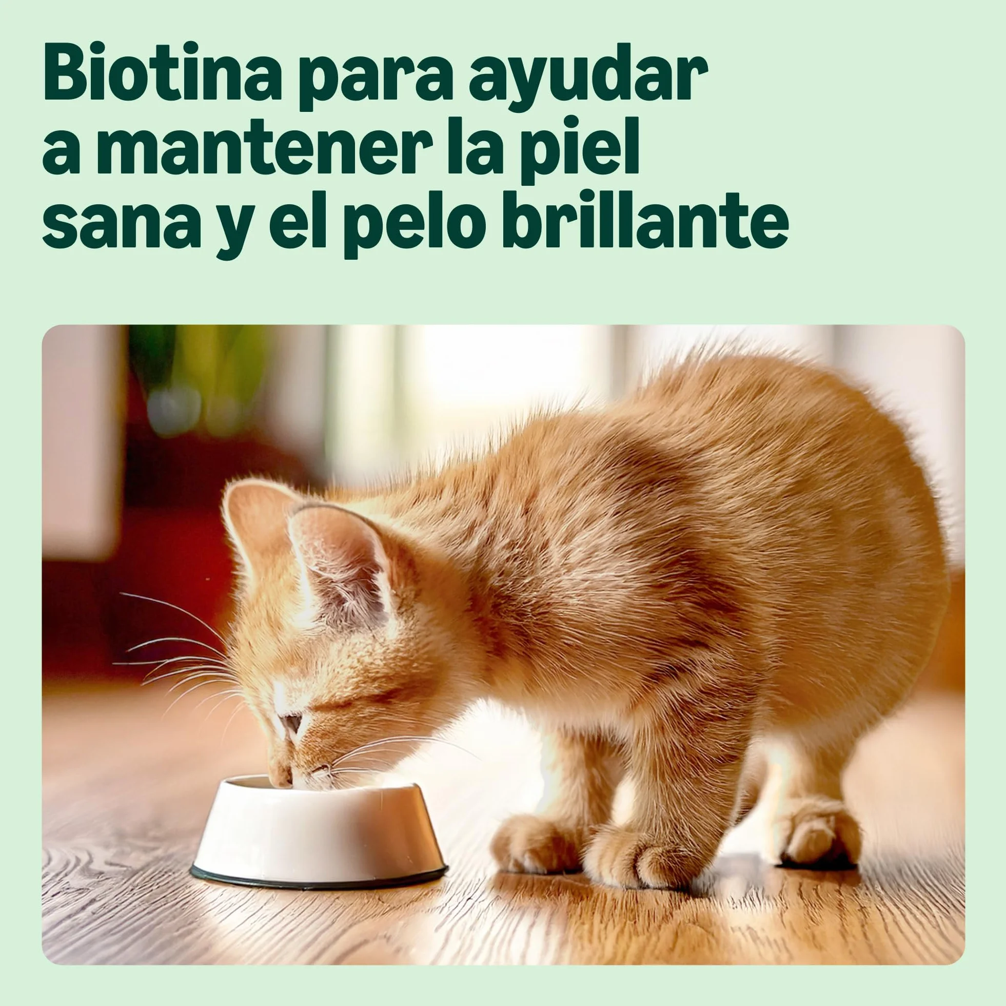 by Amazon Alimento Completo para Gatitos, Selección Mixta en gelatina, 1.2kg (12 bolsitas de 100g)