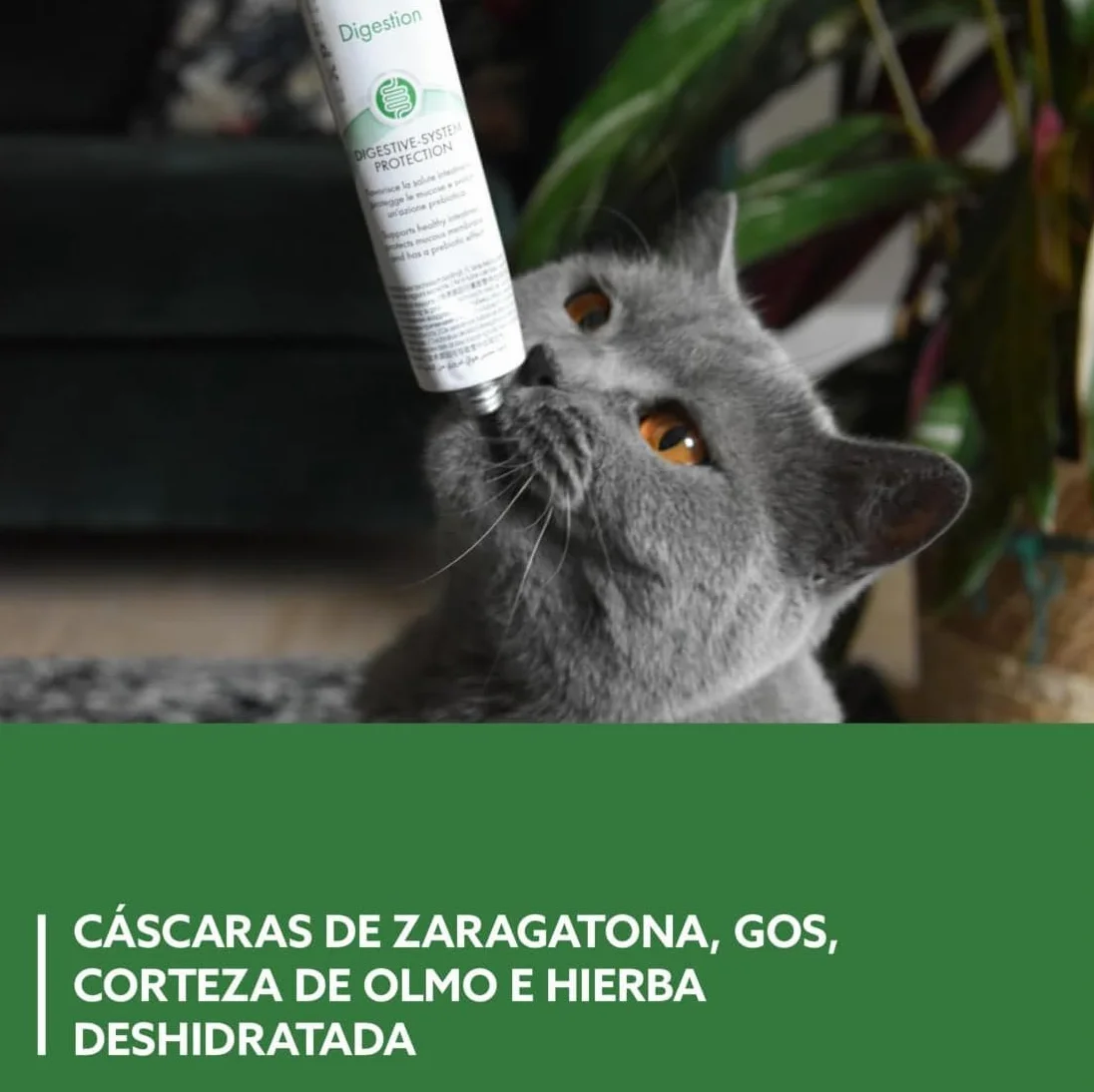 GimCat EXPERT LINE Gastro Intestinal, Pasta funcional para gatos - Protección del sistema digestivo, favorece la salud intestinal, tiene un efecto prebiótico - 1 tubo (1 x 50 g)