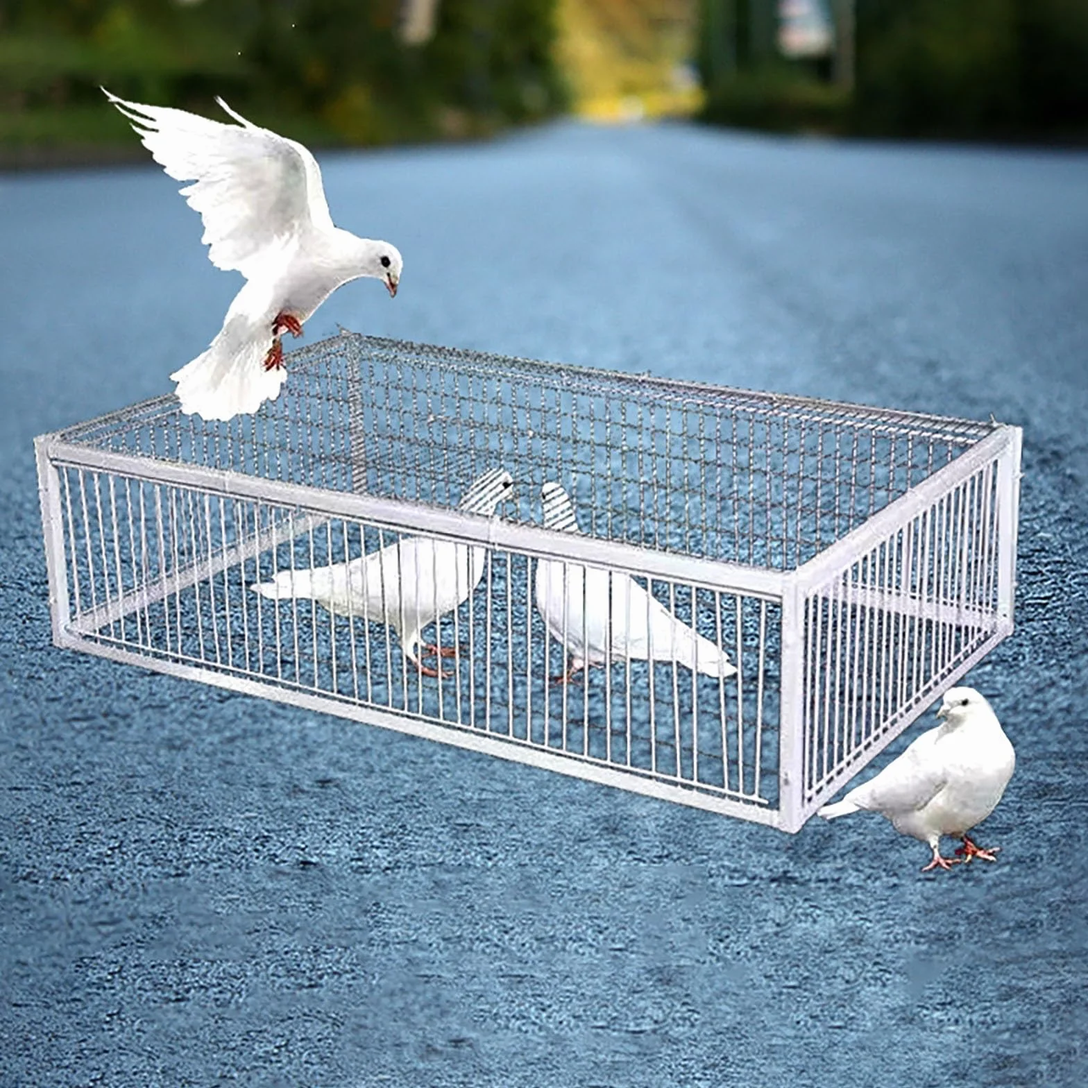 Jaula de trampa para palomas, palomas, loros, atrapador eficaz para carreras y cría, solución duradera para puerta de ventana