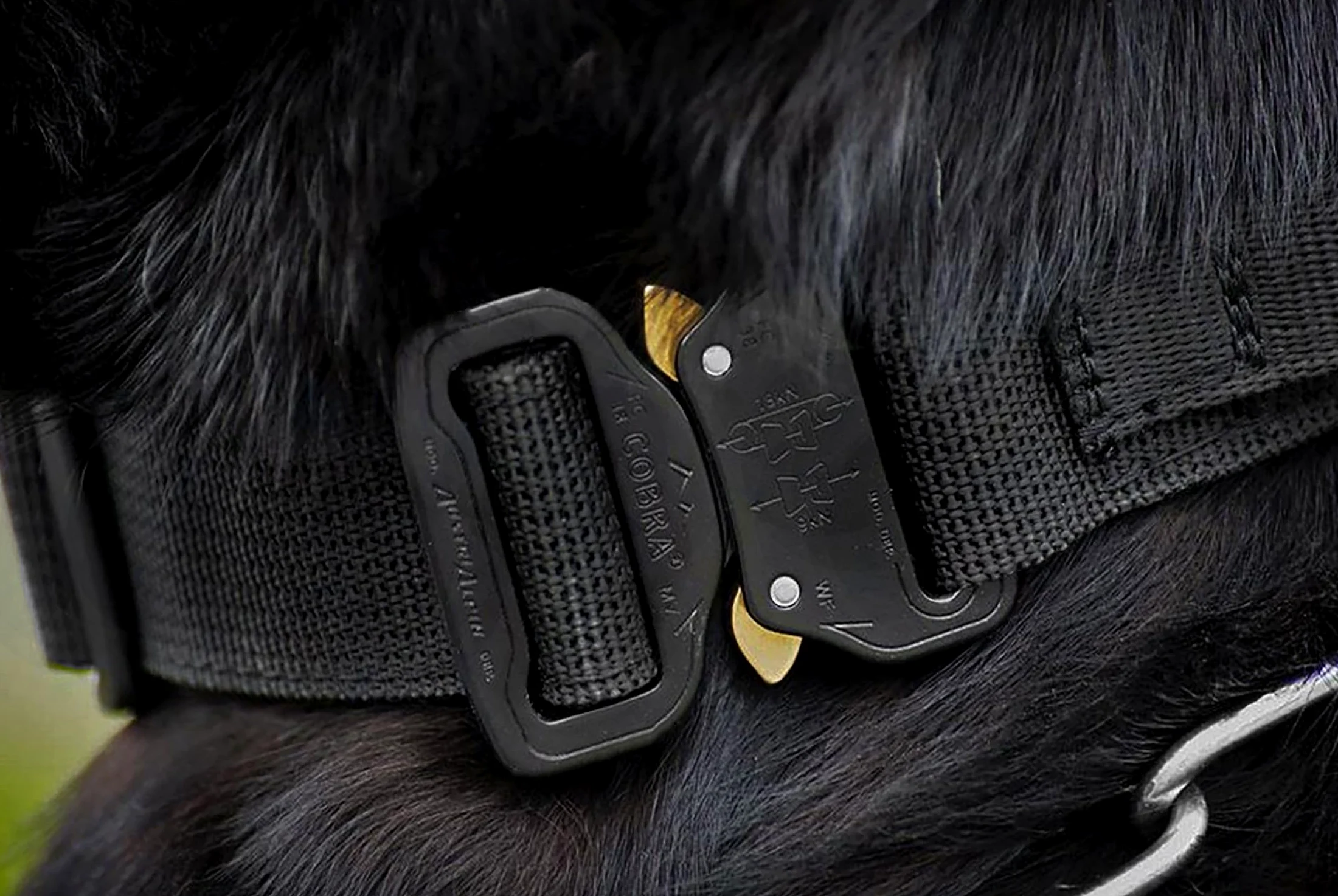 Dingo Gear Collar Cobra con Hebilla Profesional y Velcro, Defensa, Cuello 45–63 cm, Naranja (S03938)