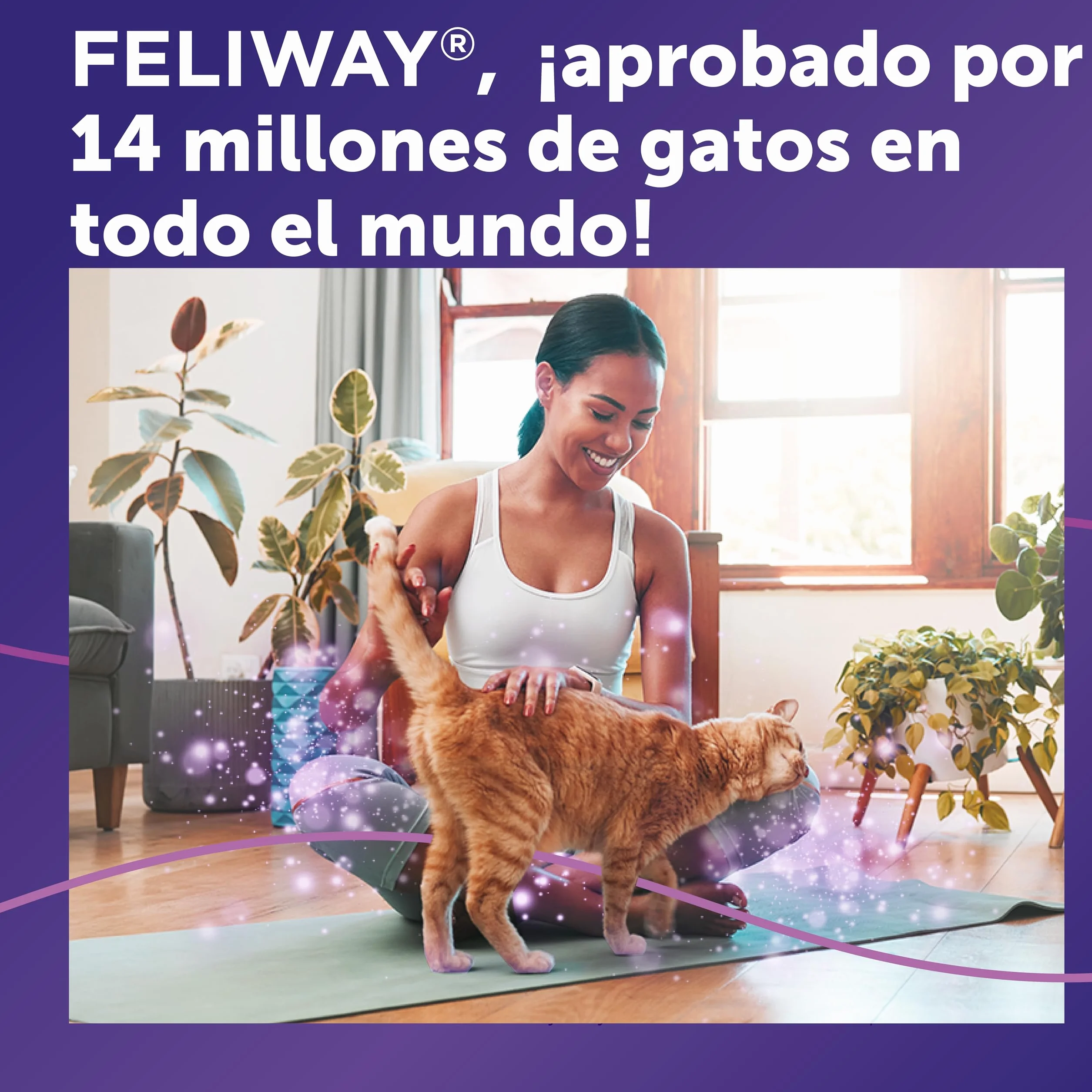 FELIWAY Classic - Difusor + Recambio de feromonas calmantes para gatos (30 días, 48 ​​ml) - Ayuda a reducir los signos más comunes de estrés. Recomendado por veterinarios. Tranquilidad y bienestar.