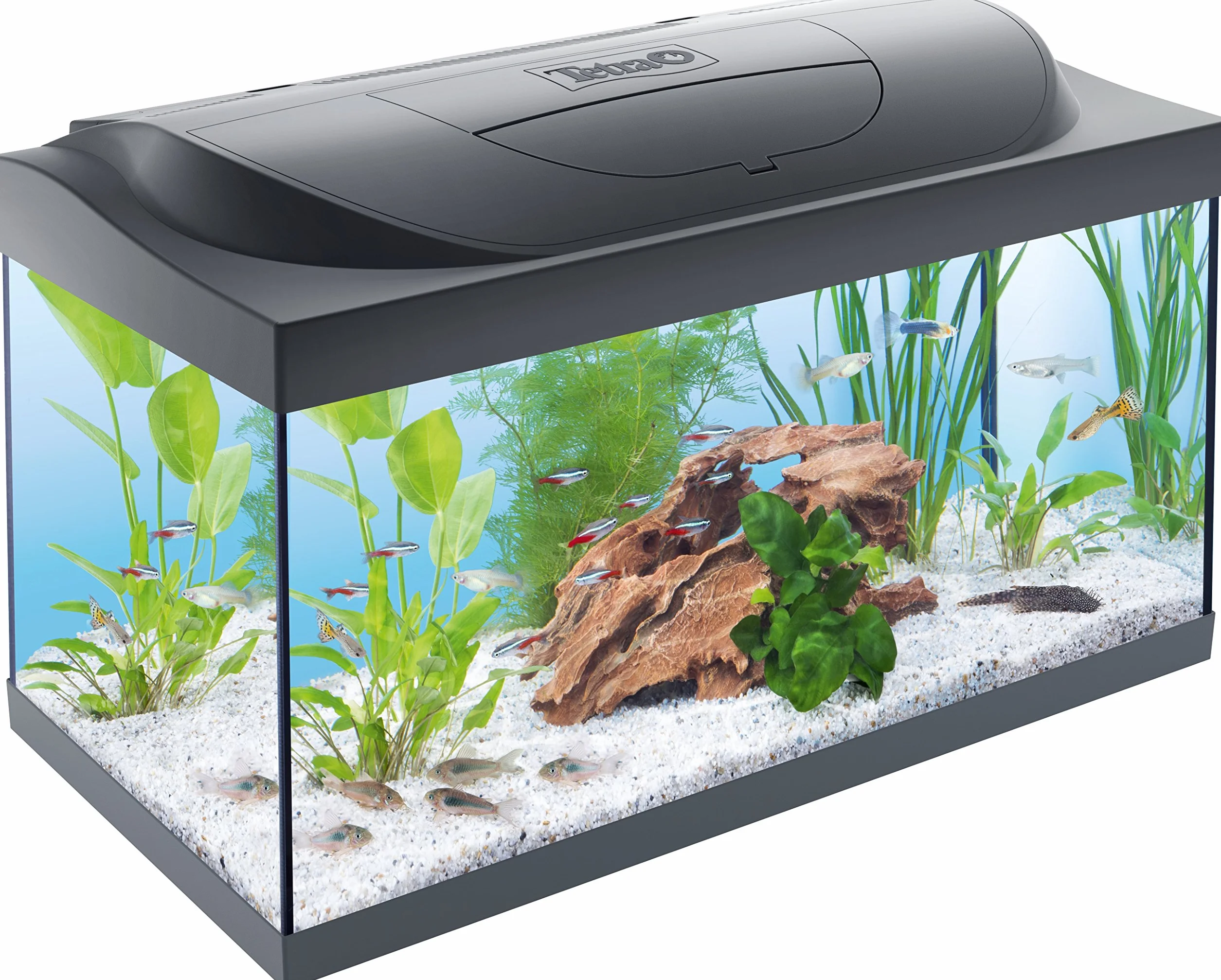 Tetra Starter Line LED 54L Acuario de inicio grande, bombilla LED con modo luz diurna/nocturna
