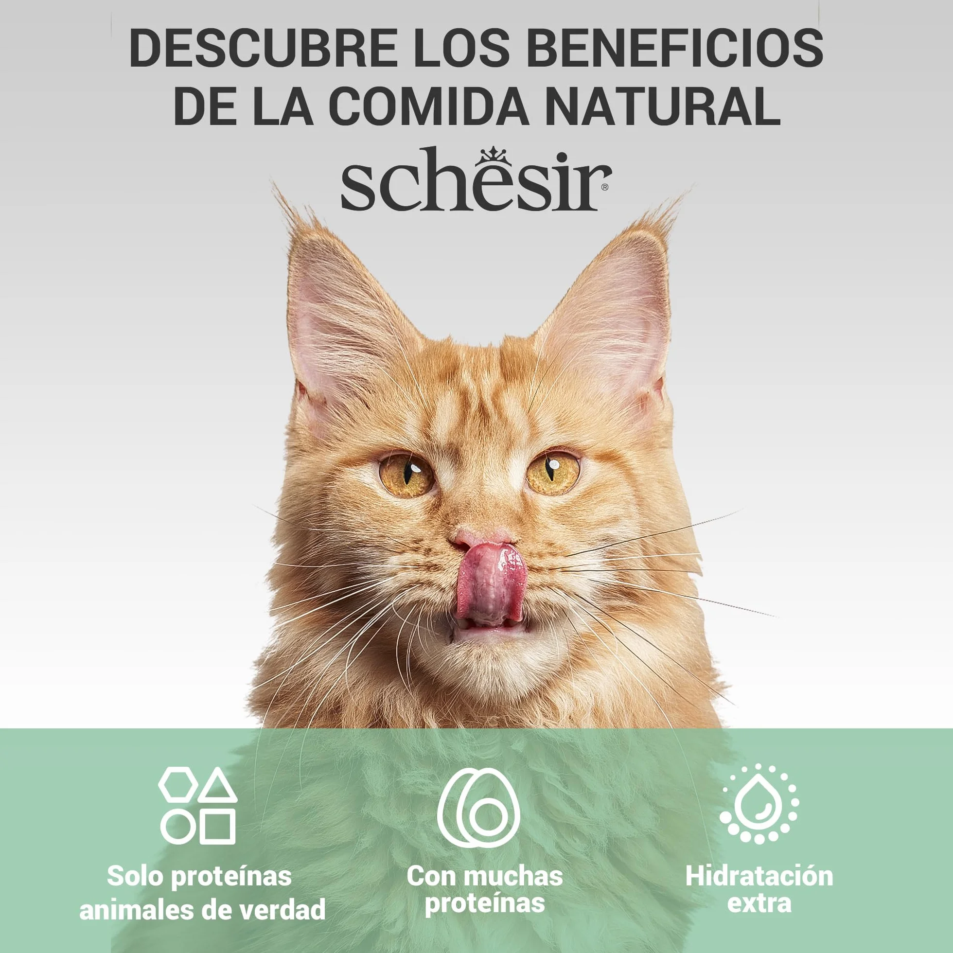 Schesir, Sopa con Filetes de Pollo con Zanahorias y Calabaza, Cibo Húmedo Complementario para Gatos, Receta Original, 100% Natural, Cruelty-Free, 12 x 40g