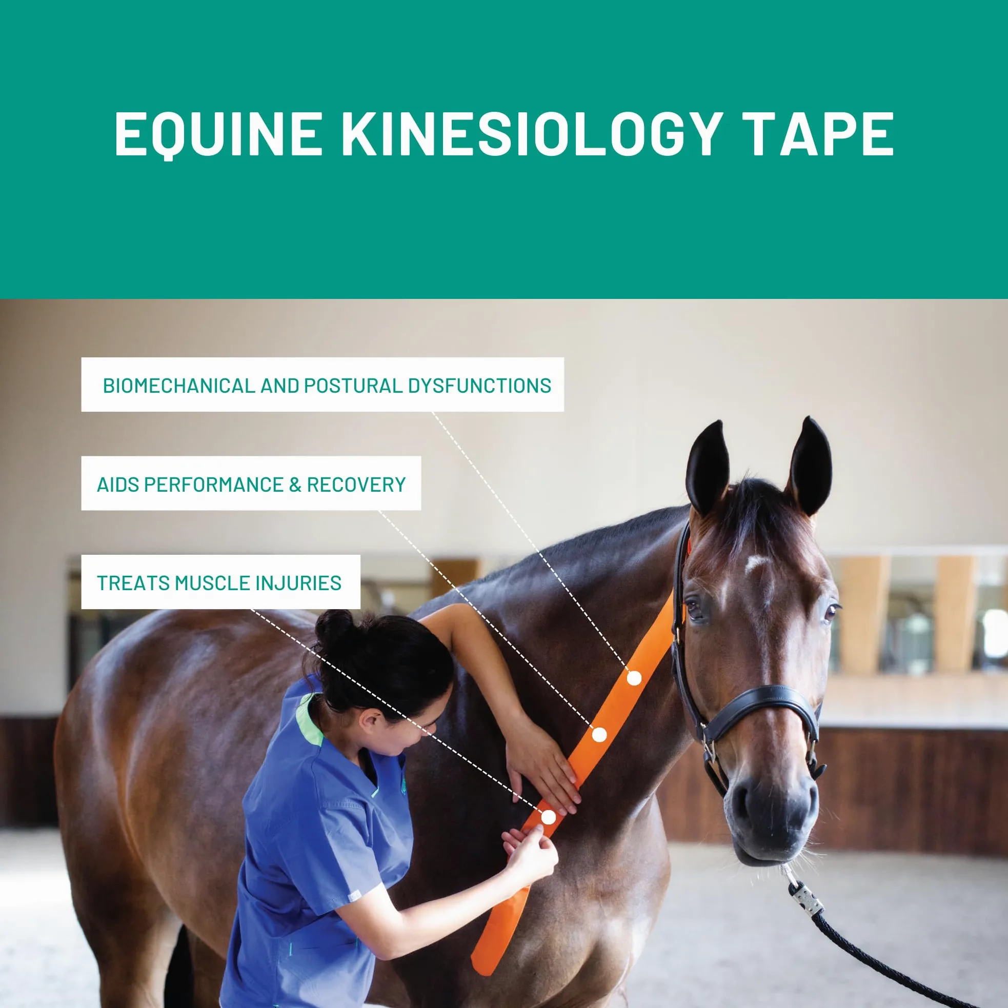 VetkinTape Kit de Introducción Equino | Cinta de Kinesiología Equina | Libro de Taping para Caballos | 3 Tamaños de Cinta de Kinesiología Veterinaria | Tijera Premium