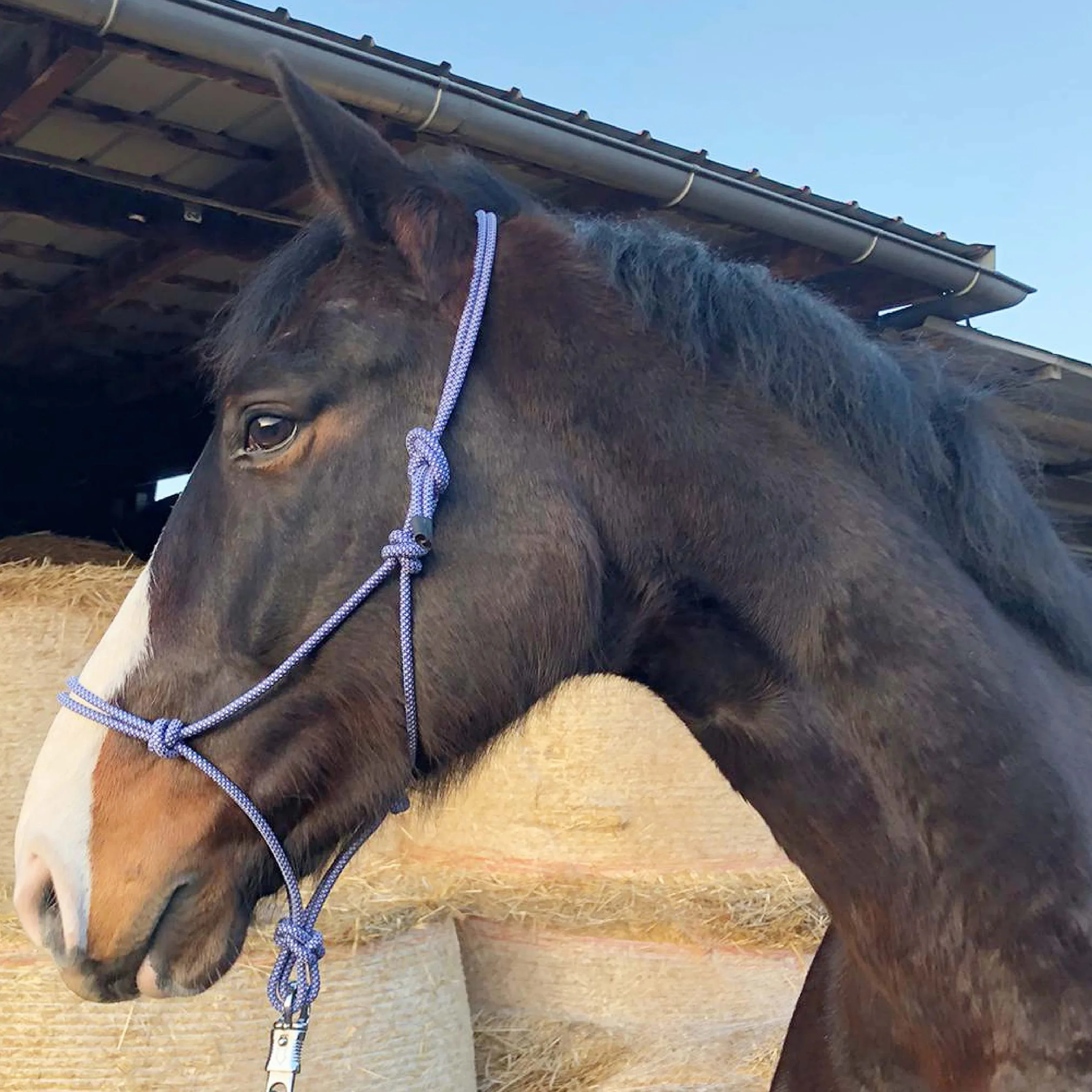 Nudos para trabajos en el suelo caballo – Nudos Cob ideal para trabajos al aire libre, trabajo en el suelo, entrenamiento de conducción o carga (sangre caliente (Full), azul real y blanco)