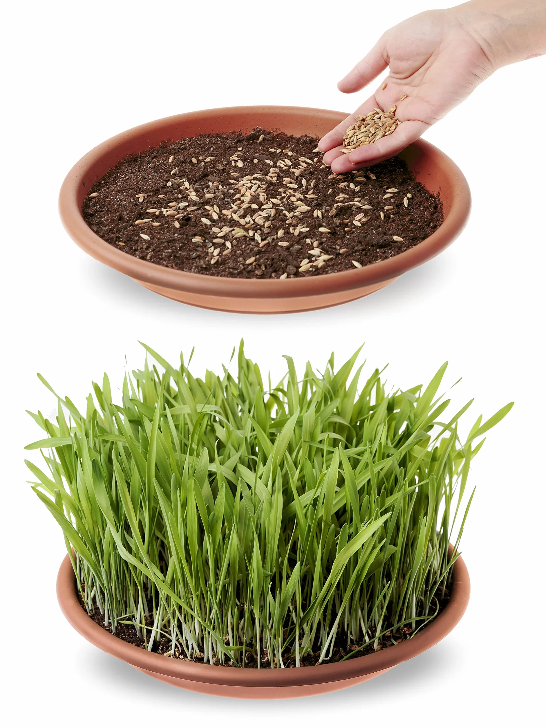R&R SHOP - Mezcla de Semillas de Catnip, Crecimiento Rápido para un Gato Feliz, Semillas Europeas (150gr)