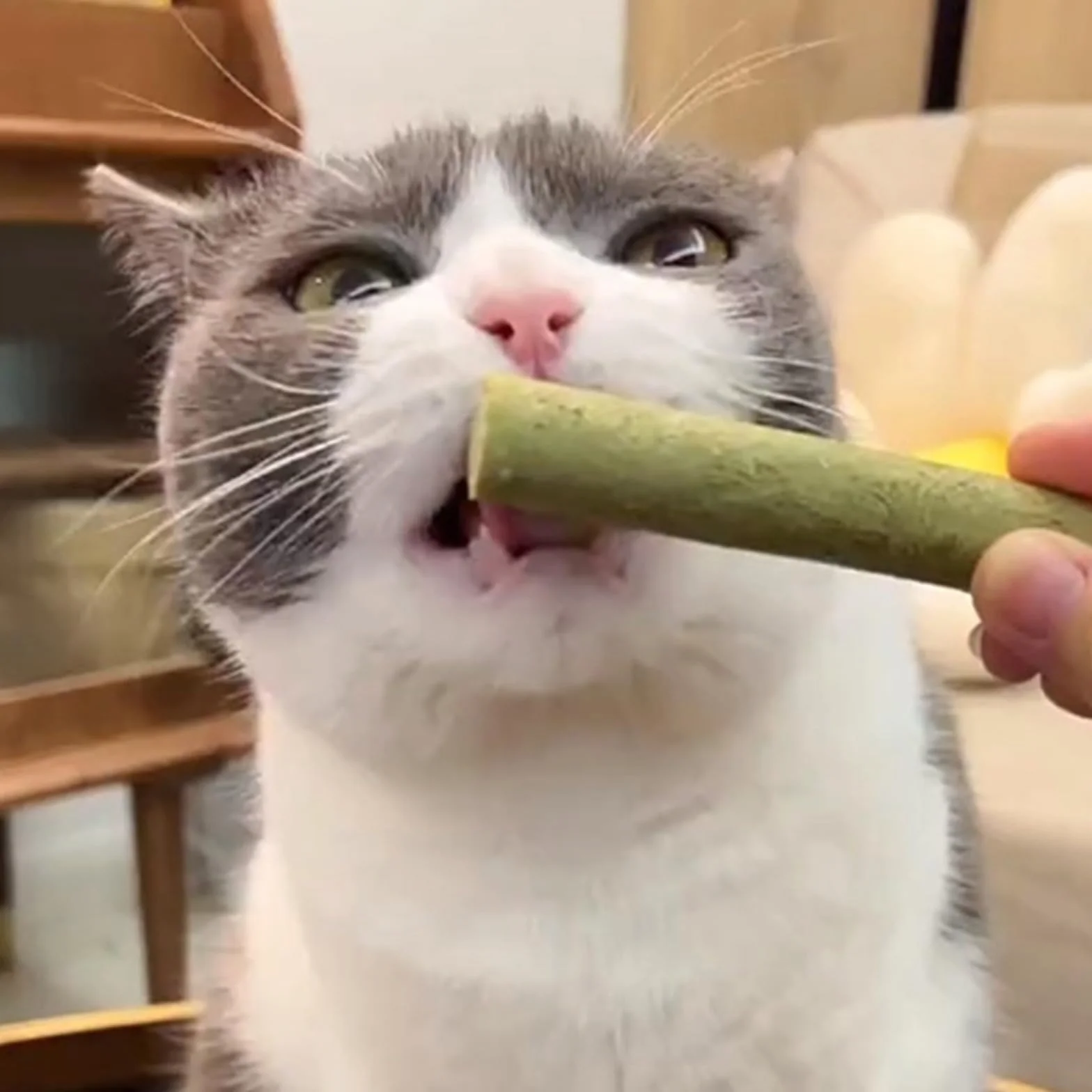50 g de aperitivos de hierba para gatos, palo natural, aumentar el apetito, bocadillos, bolas de pelo, control dental, barra de fuga dental, juguete para masticar seco
