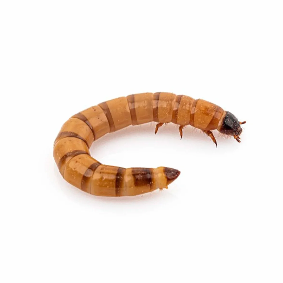 Anthouse – Zophoba Morio Ración Grande de 250 Gramos – Alimento Vivo Nutritivo para Hormigas y Reptiles Insectívoros – Gusanos de la Harina para Dieta Natural – Alto Contenido en Proteínas y Grasas