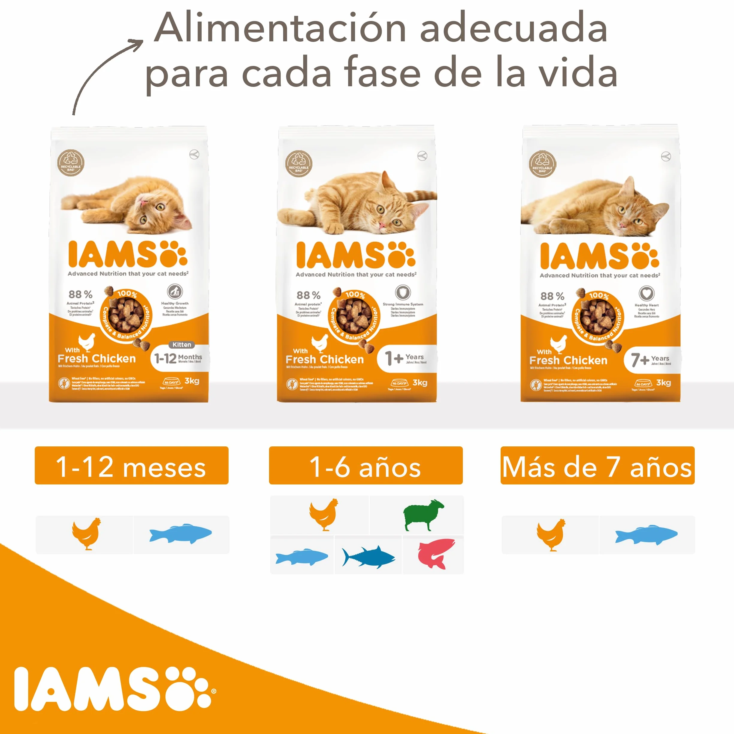 IAMS Alimento seco para gatitos junior de 1-12 meses con pollo fresco, 3 kg