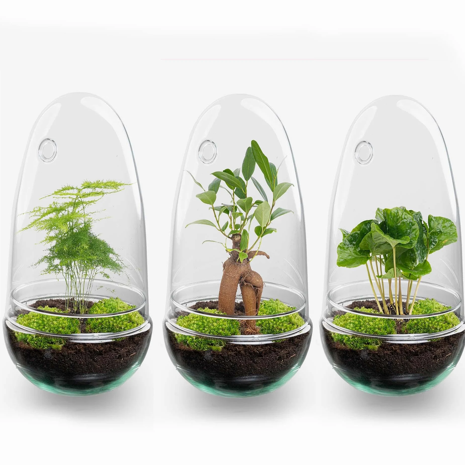 Terrario de Plantas DIY de Cristal, Decoración, Coffea Arabica, Ø 12 cm