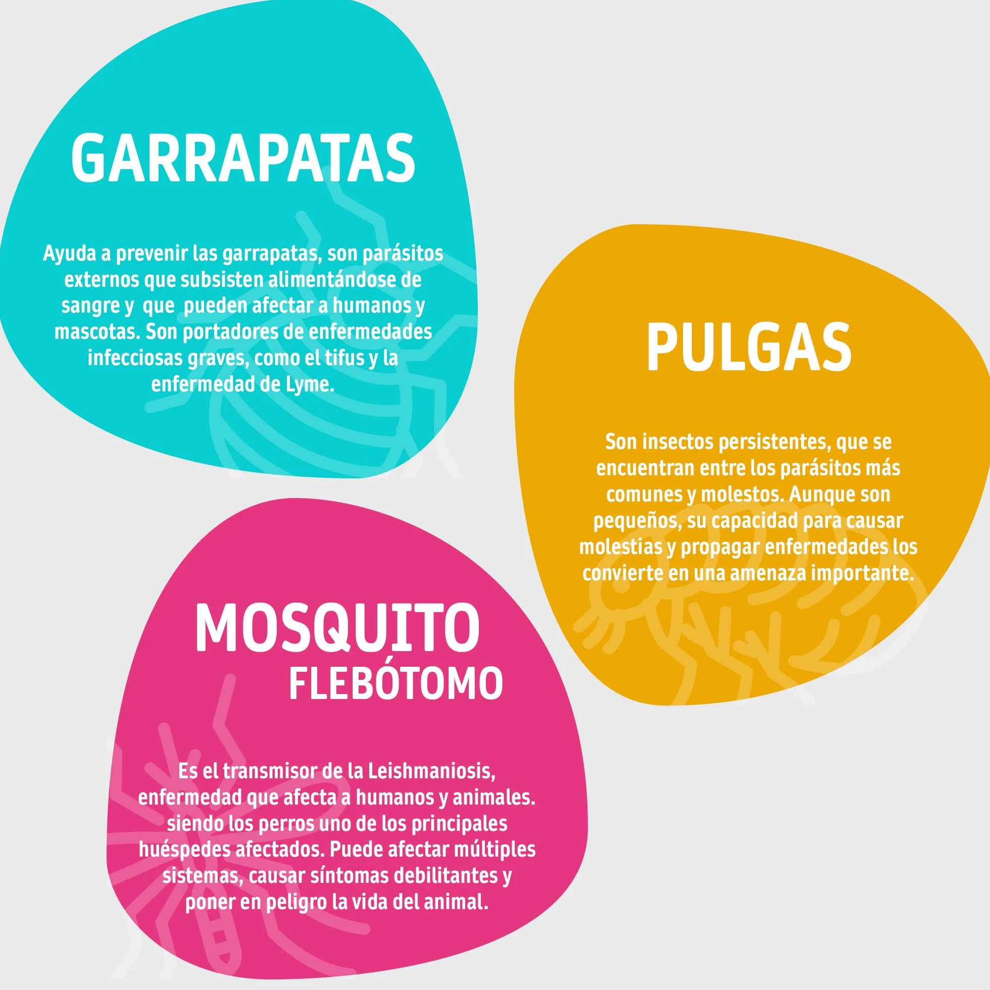 DIXIE – Collar Antipulgas para Gatos y Gatitos – Repele y Protege de Pulgas, Garrapatas y Mosquitos – Sin Insecticidas – 3 Meses de Protección Natural - 34,5 cm Ajustables para Cualquier Raza y Tamaño