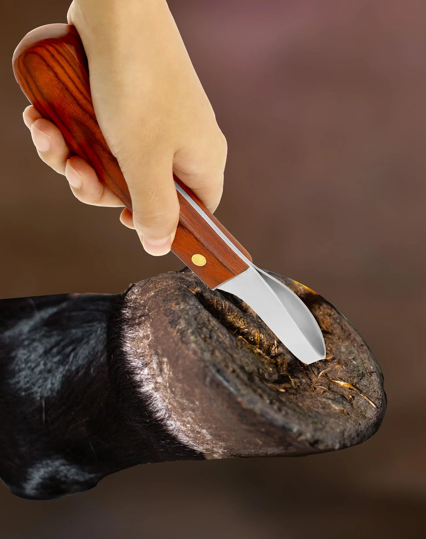 QWORK® Cuchillo para pezuñas de Acero Inoxidable de Primera Calidad con Mango, Cuchillo para bucles, Herramienta para Recortar pezuñas para Caballos