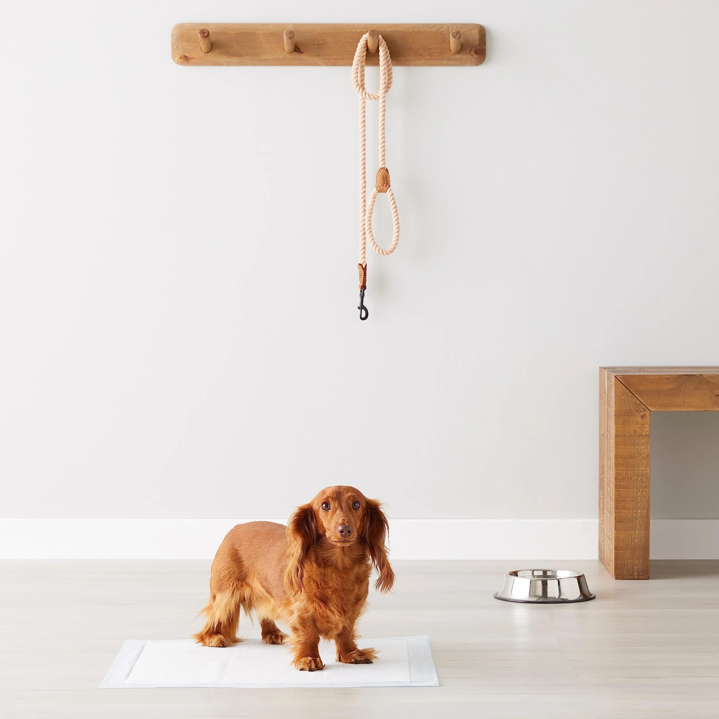 Amazon Basics Almohadillas de adiestramiento de Perros y Cachorros, diseño de 5 Capas a Prueba de Fugas con Superficie de Secado rápido, Regular, 50 Unidades, Azul