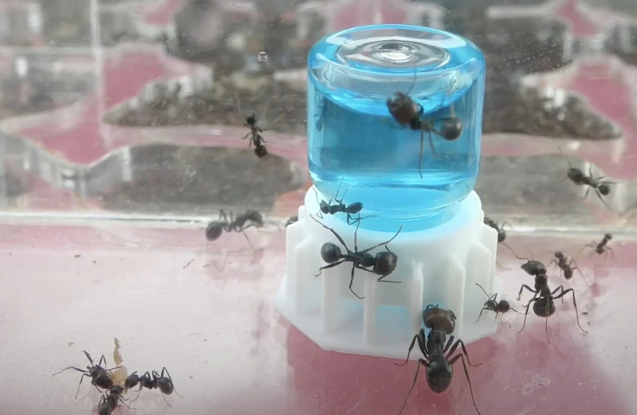 Anthouse - Blue Sugar 50 ml - Néctar para Hormigas con 63% Azúcar y 5% Proteínas - Energía y Crecimiento para tu Colonia - Alimentación Completa para Terrarios y Hormigueros