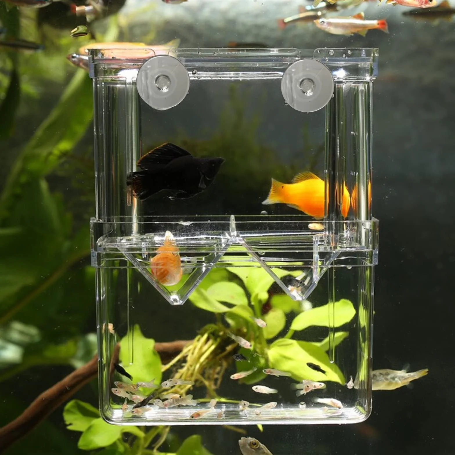 Caja de Cría de Peces de plástico Incubadora de Peces Caja,Caja de Aislamiento de Peces de Doble Capa con Ventosas para Peces Bebé