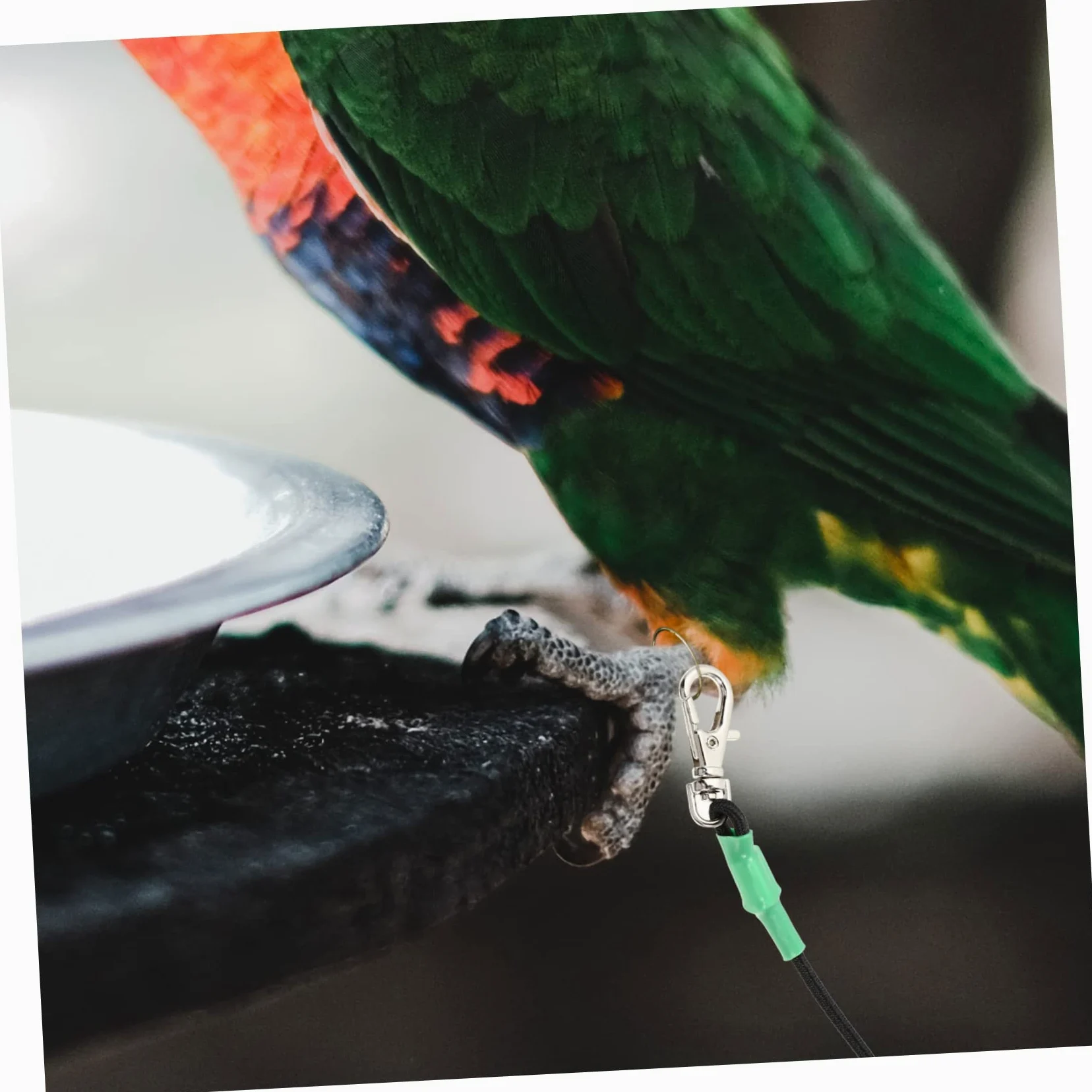 DOITOOL 2piezas Cuerda De Entrenamiento para Pájaros Arnés y Duradero para Periquitos y Cacatúas para Paseos Al Aire y Actividades De Vuelo Material Resistente Mordeduras Metros