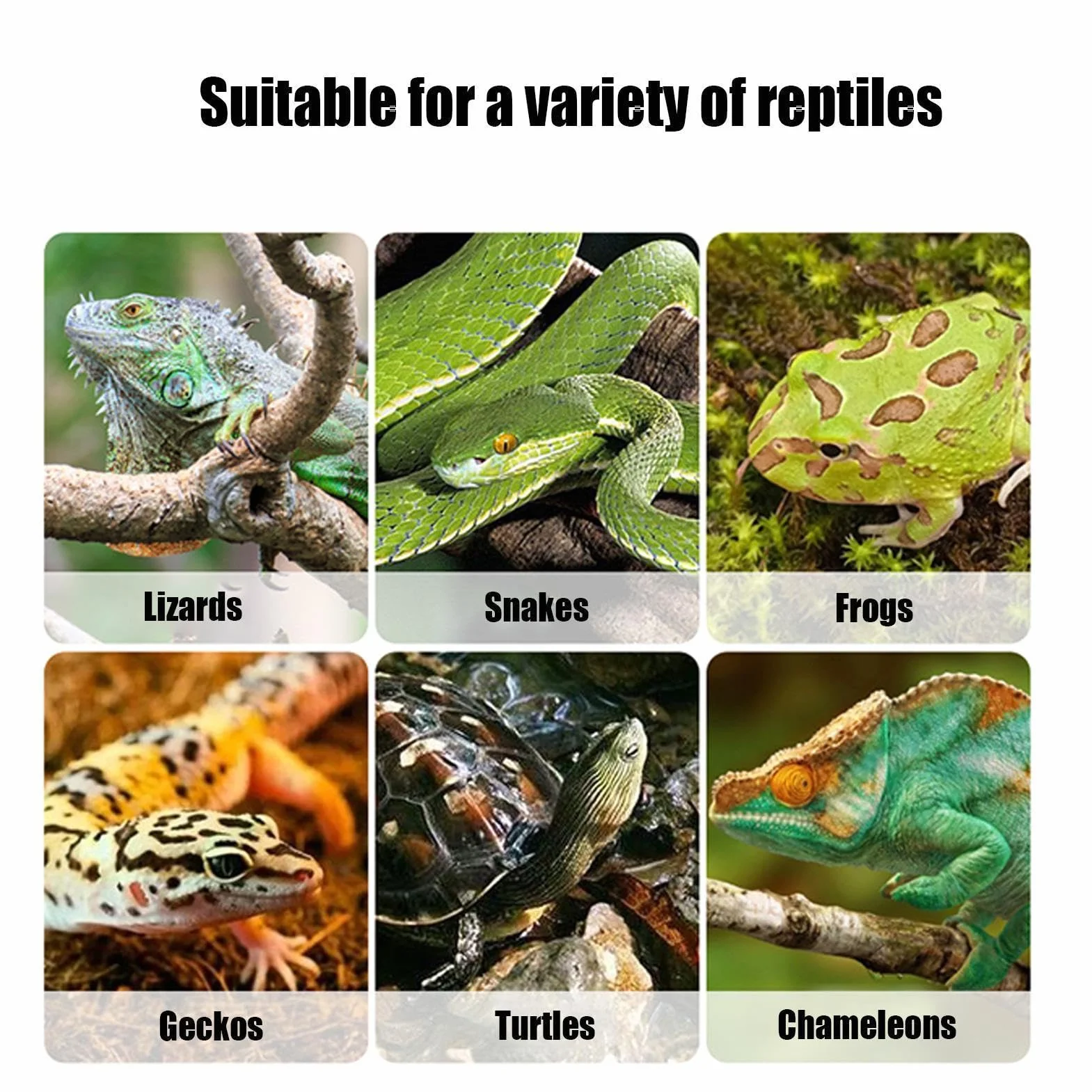 Transportín de viaje para reptiles - Terrario de ABS de 8.43x5.51x5.83 pulgadas, contenedor para transpirable, para cría de mascotas pequeñas, para cucarachas co