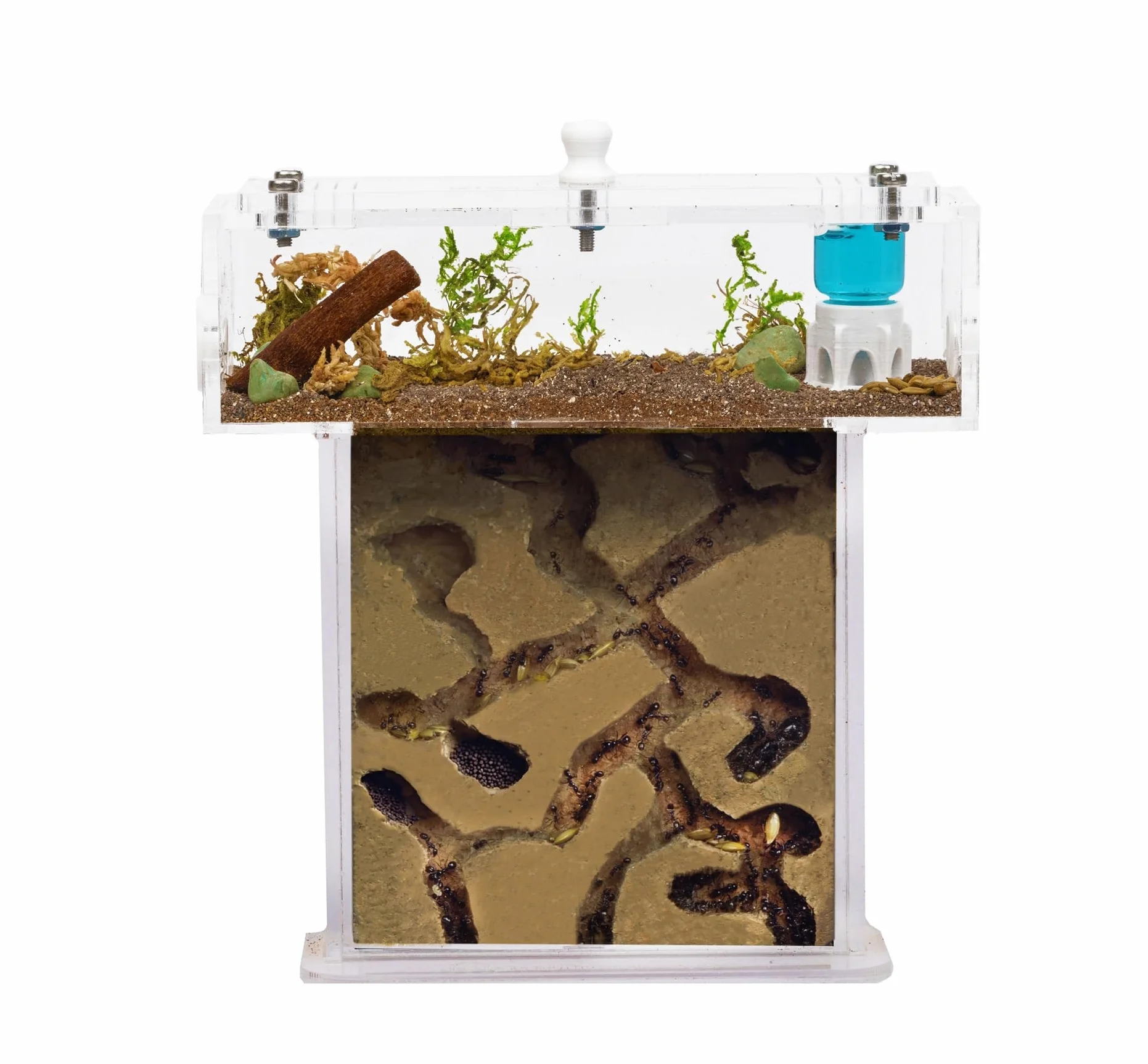 Kit Hormiguero Acrílico de Espuma en Forma de T Mini - Sándwich 14x5x14cm cm y Caja de Forrajeo - Hormiguero con Hormigas Vivas Incluidas (Reina, Obreras, Huevos y Larvas) - Transparente