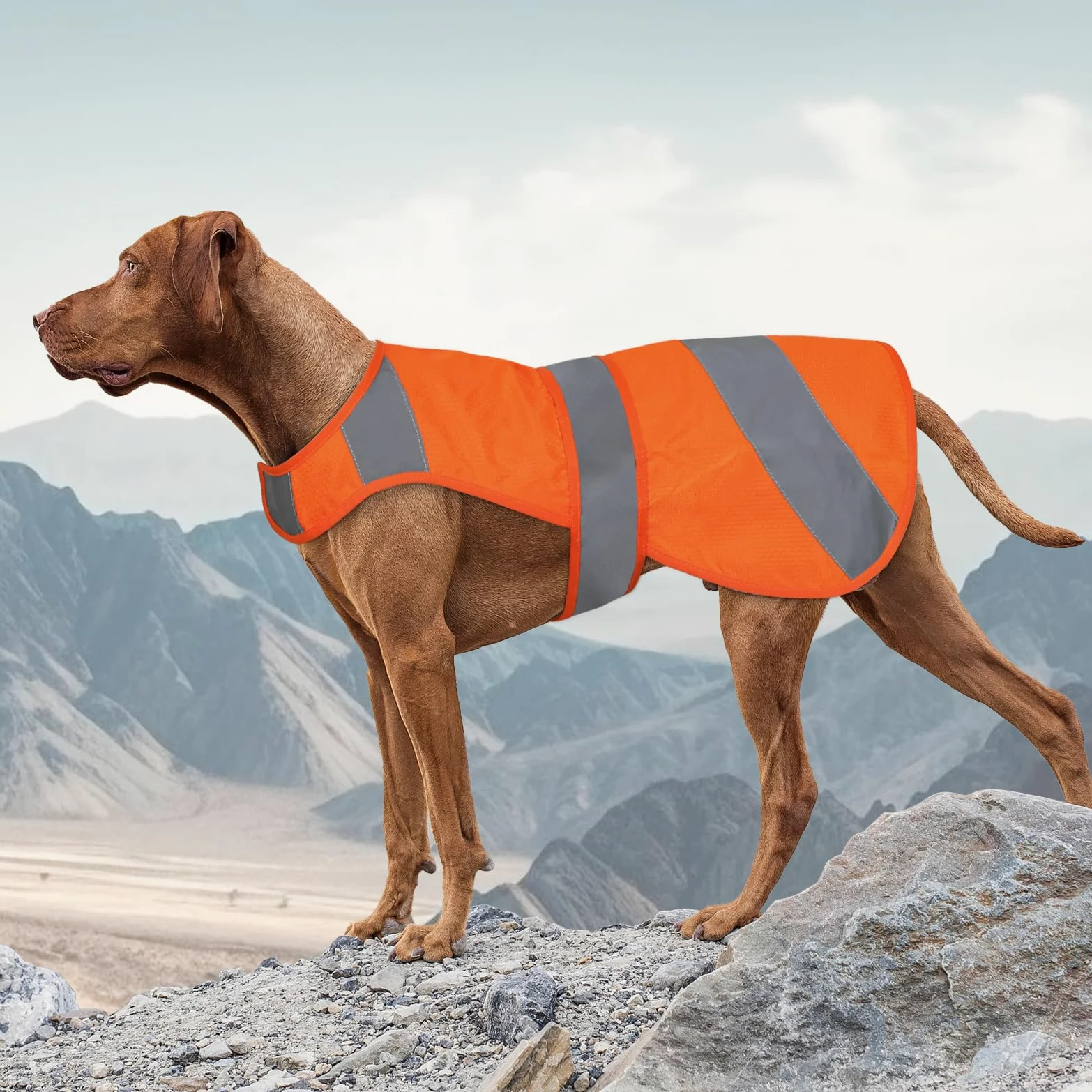 Chaleco naranja para perro, seguridad de alta visibilidad, chaleco de caza para perros, chaqueta suave ajustable, chaleco reflectante para perros pequeños, medianos y grandes