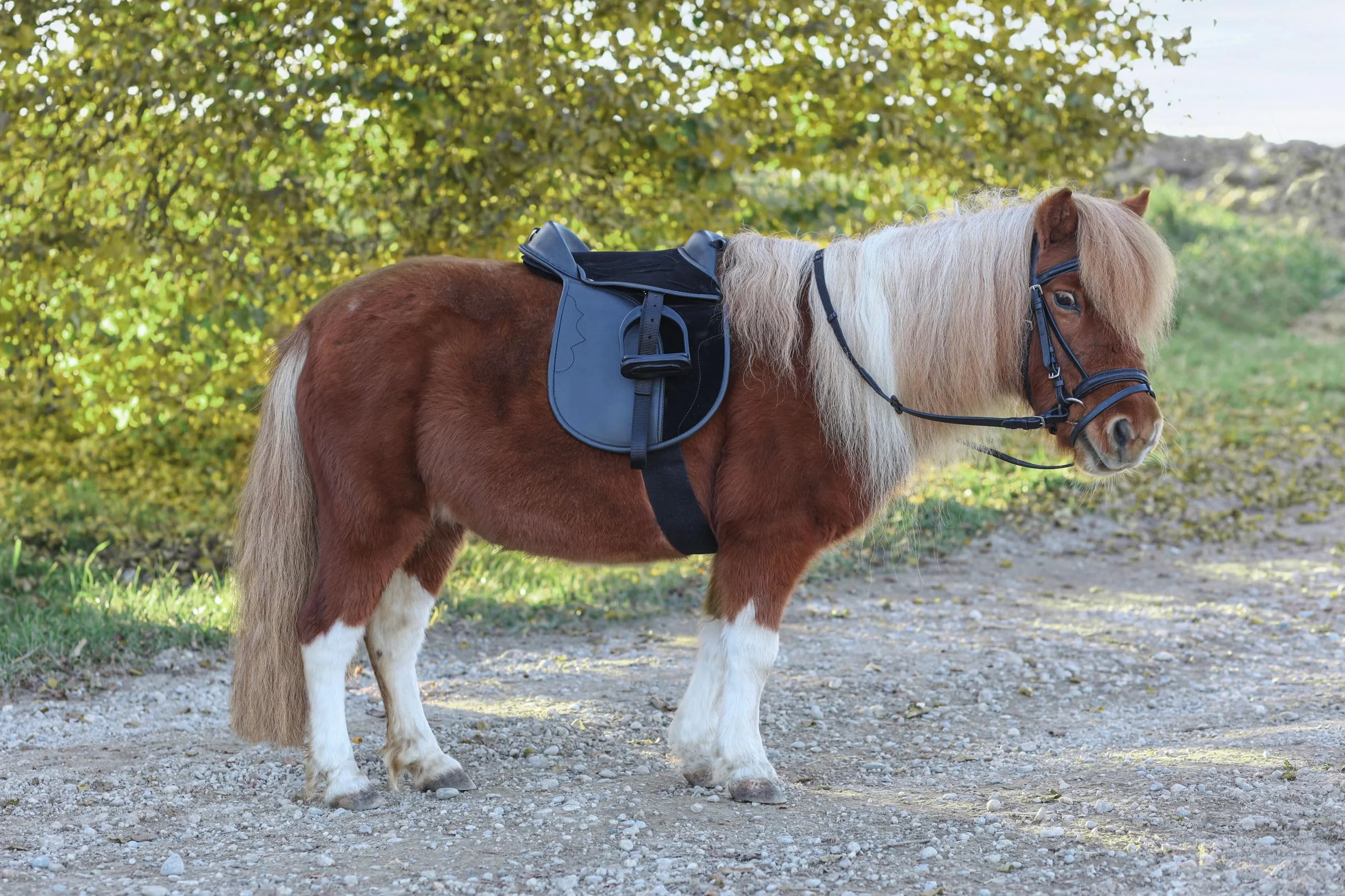 Covalliero Juego de Silla de Montar Economy, Pony, Negro, 15 Pulgadas, 34,5 cm de Ancho, Material sintético, Caballos, Antideslizante, Ajustable Individualmente
