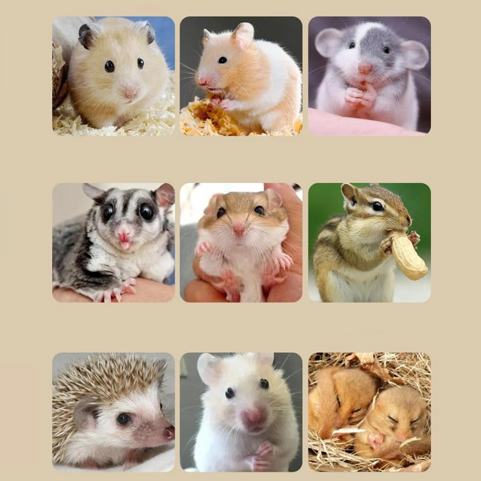 Jaula grande de acrílico para hámster con accesorios, tanque de hábitat de 2 capas con rueda de ejercicio para mascotas pequeñas como ratones, hámsters enanos y jerbos, 45 x 28 x 34 cm