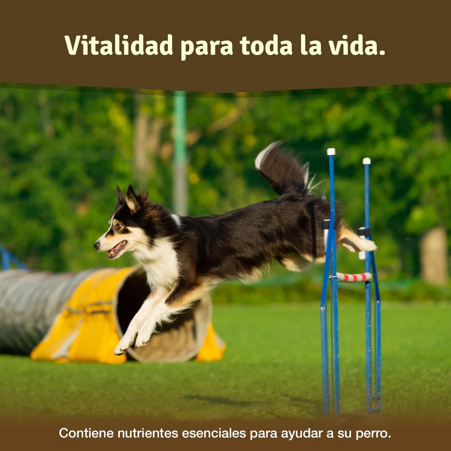 Veddelholzer condroprotector glucosamina MSM colágeno hialurón 125 cápsulas perros articulaciones