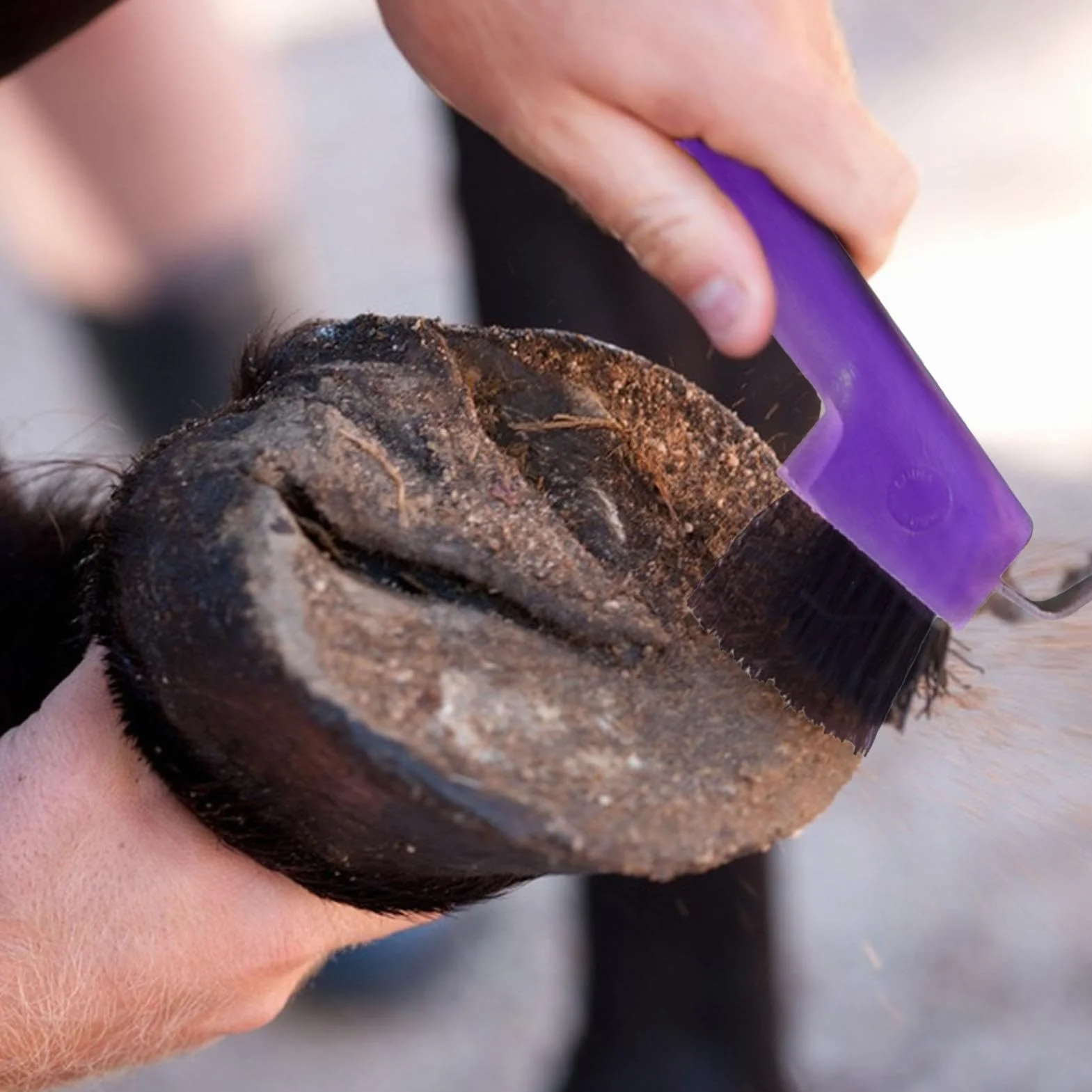 Selección De Pezuñas De Caballo - Cepillos Y Pulidor De Pezuñas De Caballo 2 En 1 | Púa De Pezuña Colorida Con Mango Ergonómico Para Suministros De Limpieza Y Aseo De Caballos Para Niños Y Niñas