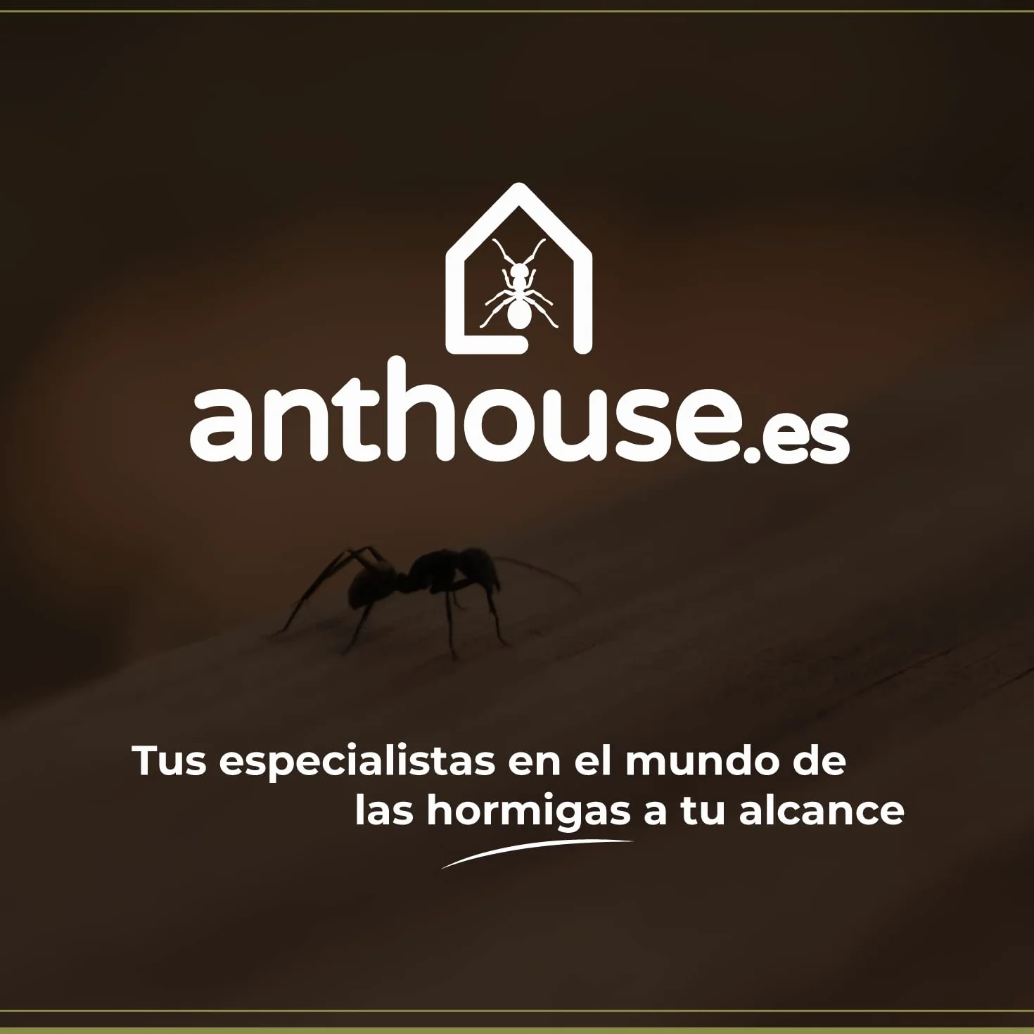 Anthouse.es - Kit Hormiguero Acrílico de Arena en Forma de T - Sándwich 15x15x1,5 cm y Caja de Forrajeo - Hormiguero con Hormigas Vivas Incluidas (Reina, Obreras, Huevos y Larvas) - Transparente