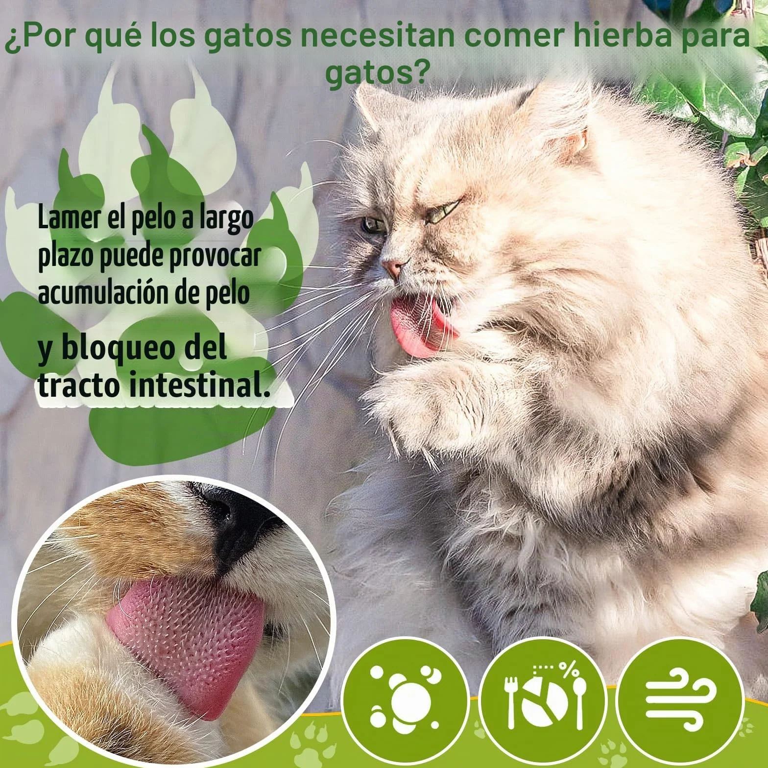 Golosina de Hierba Gatera para Gatos, 50g Snack Liofilizado con Hierba Gatera para Limpiar los Dientes