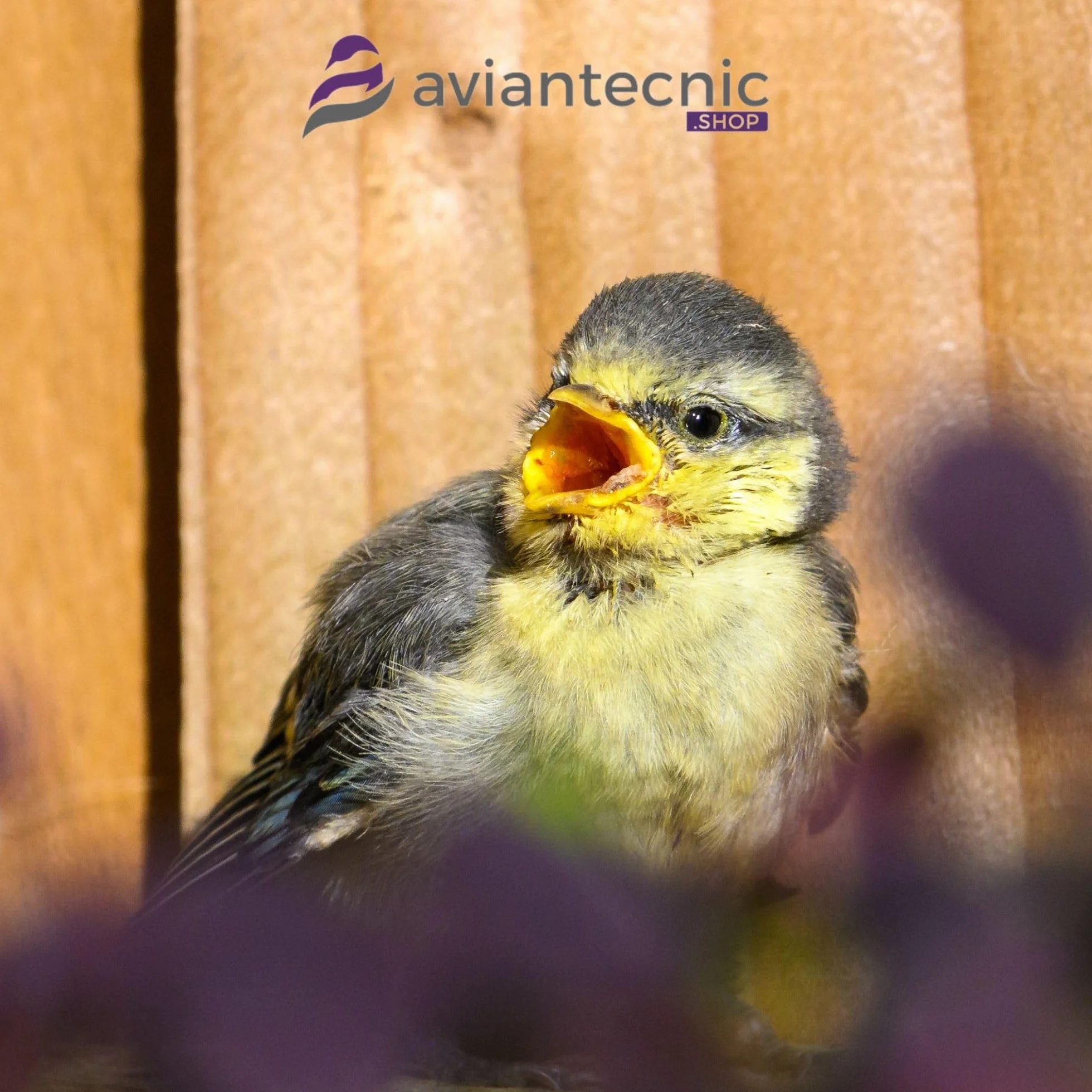 Aviantecnic Papilla Embuche Silvestres | Alimento Complementario para crías de pájaros | 400 g con Jeringa de Embuche Incluida