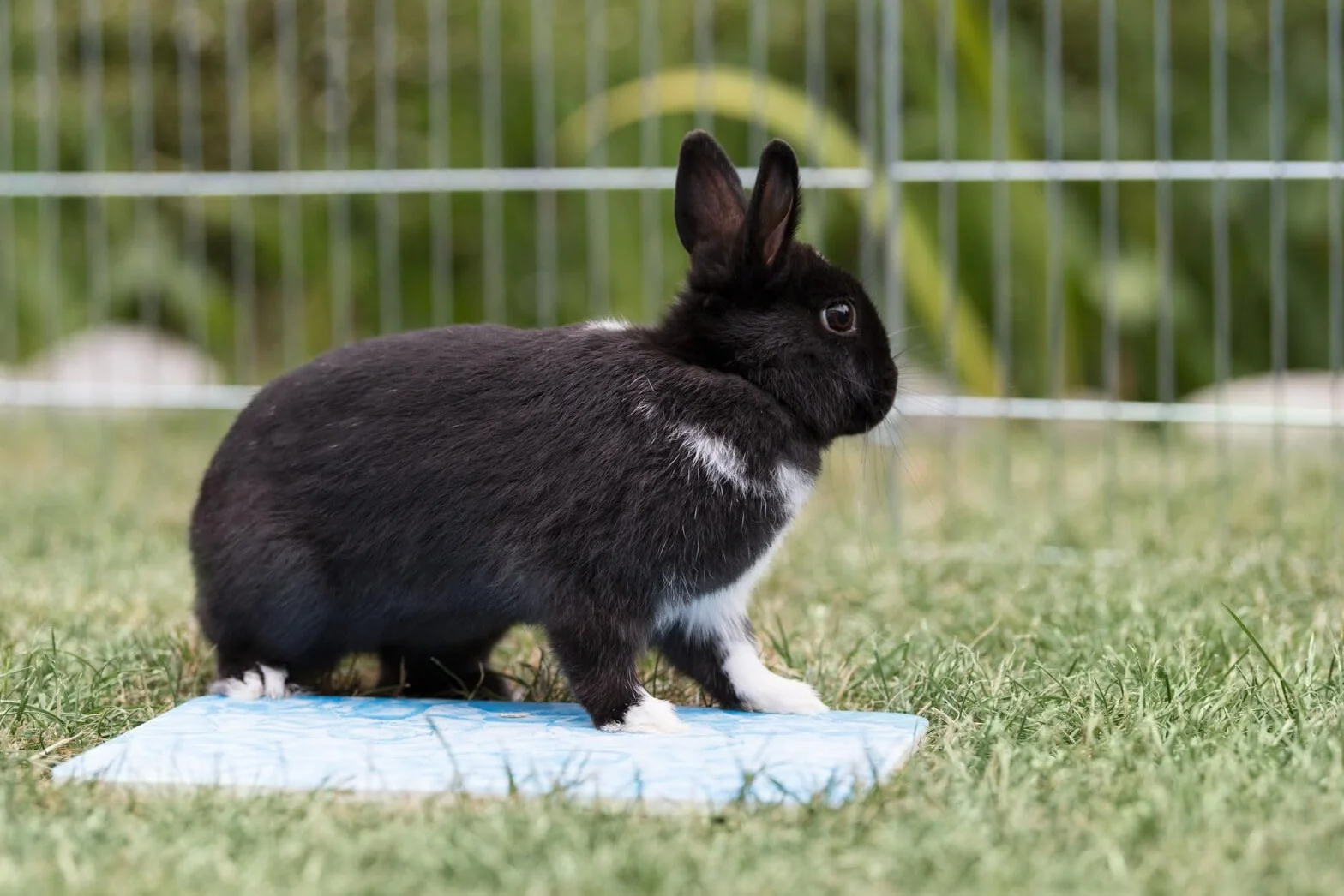 TRIXIE Alfombrilla Refrescante para Pequeños Mamíferos