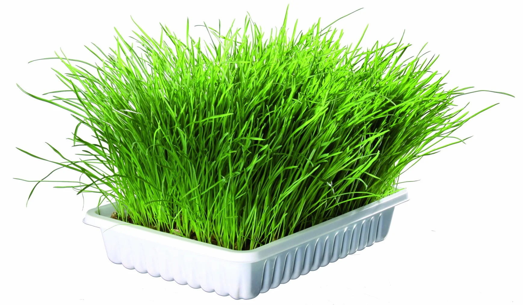 Trixie - Hierba Bio para Gatos en Bandeja, 100 g, Semillas de Césped Natural de Crecimiento Rápido, Ayuda a la Digestión y Eliminación de Bolas de Pelo