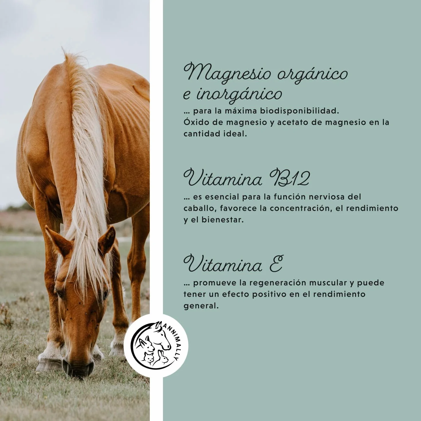 Annimally Pellets de Magnesio para Caballos 1 kg - Acetato de Magnesio y Óxido de Magnesio para una máxima biodisponibilidad
