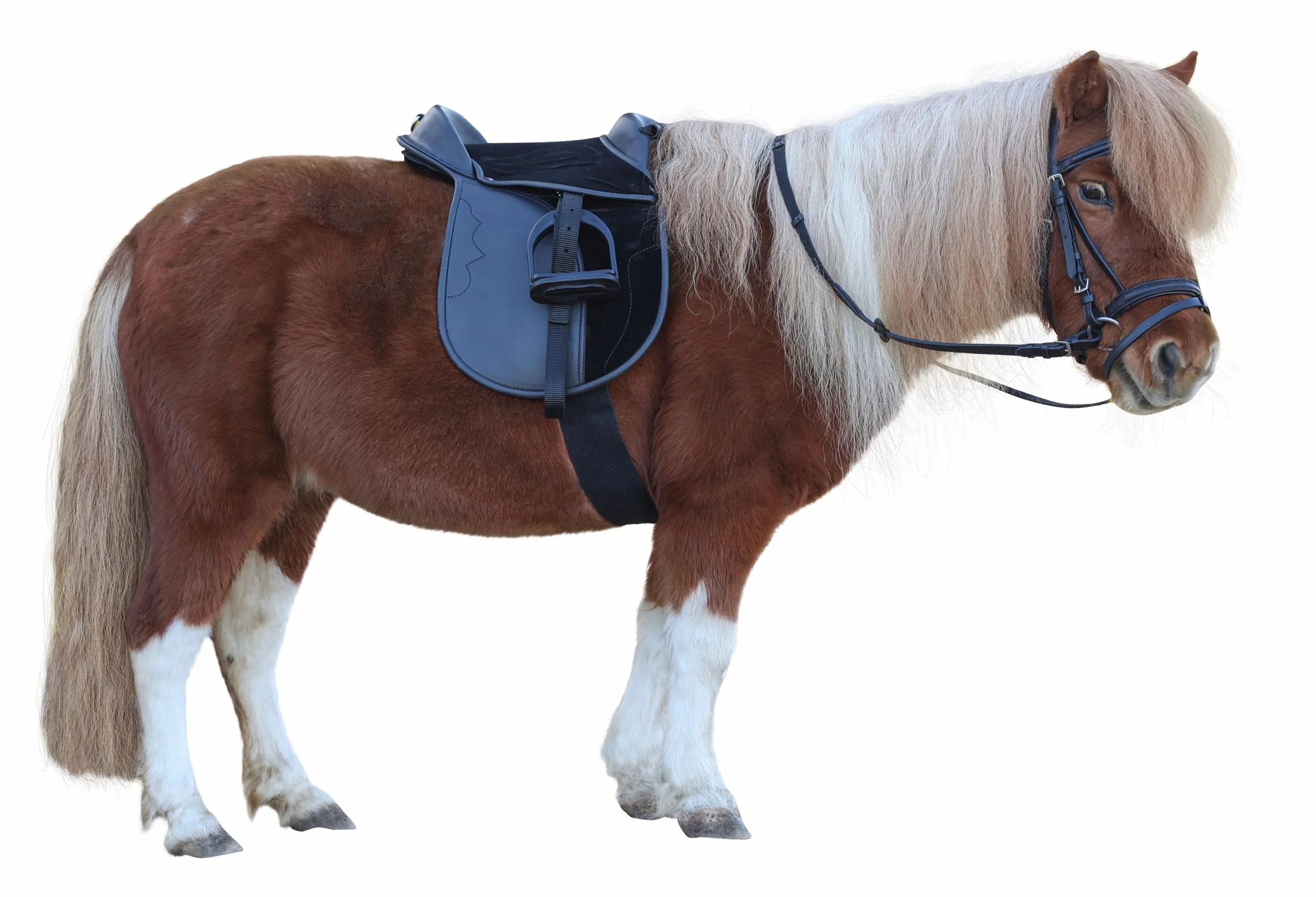 Covalliero Juego de Silla de Montar Economy, Pony, Negro, 15 Pulgadas, 34,5 cm de Ancho, Material sintético, Caballos, Antideslizante, Ajustable Individualmente