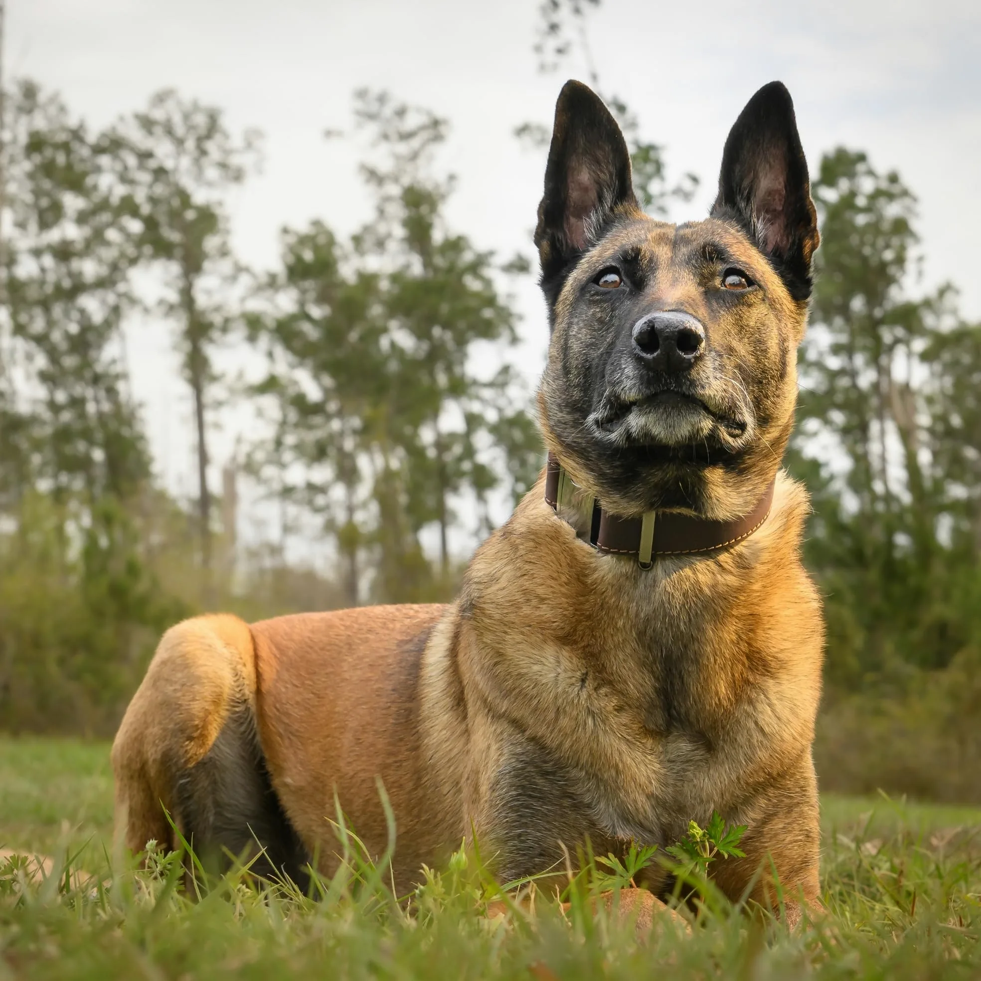ADITYNA - Collar de cuero para perro con hebilla de metal para perros medianos y grandes - Collar táctico de cuero resistente, ajustable y de cuero (negro, se adapta a cuellos de 15 a 21 pulgadas)