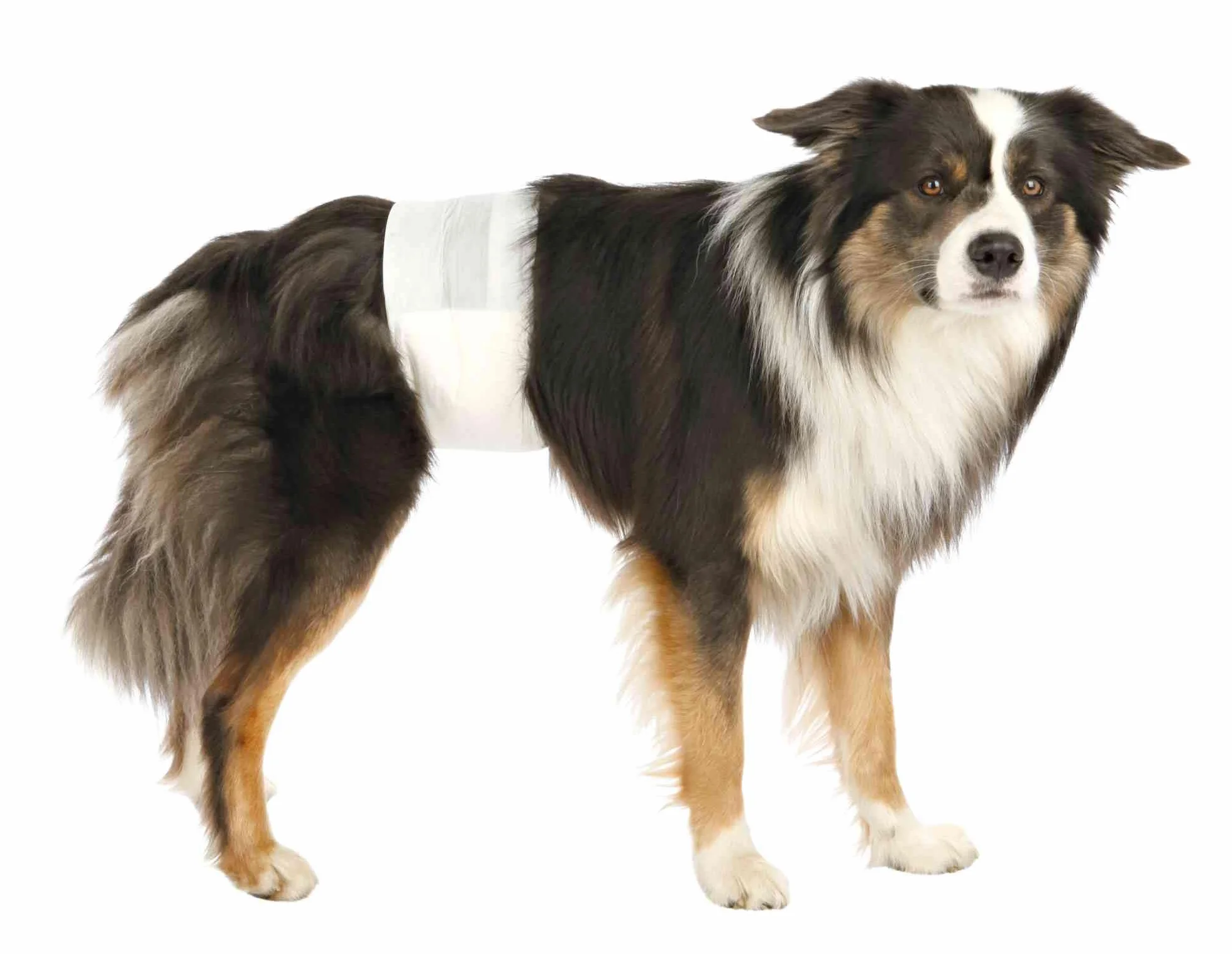 TRIXIE pañales para perros machos talla S-M absorbentes incontinencia marcaje 12 unidades cierre adhesivo elástico contorno cintura 30-46 cm