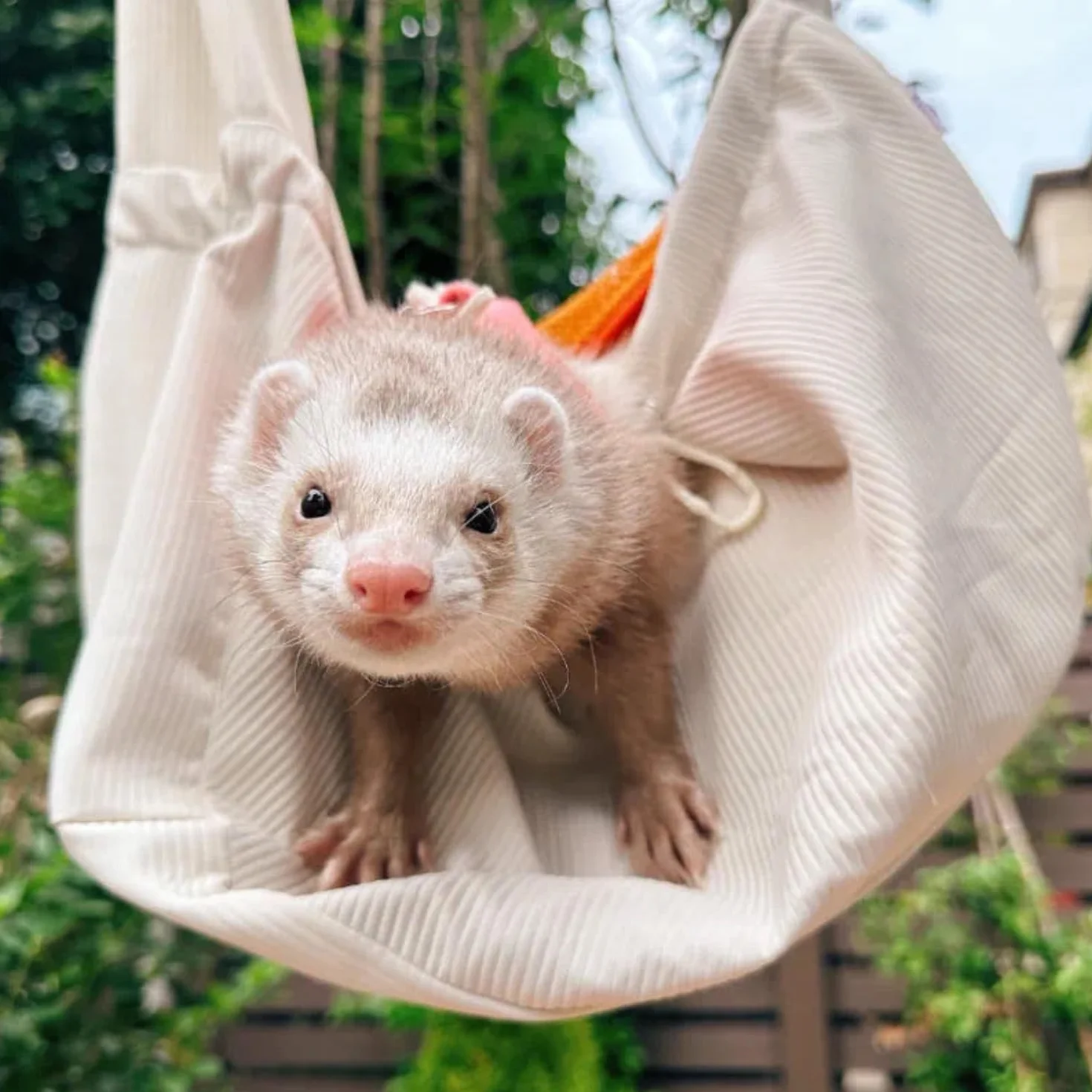 Bolsa de Transporte para Hurones – Bolsa de Transporte para Mascotas con Correa Ajustable, Bolsa de Hombro Manos Libres, Bolsa Cruzada de Viaje, Bolsa de unión Suave para Animales pequeños, Mochila