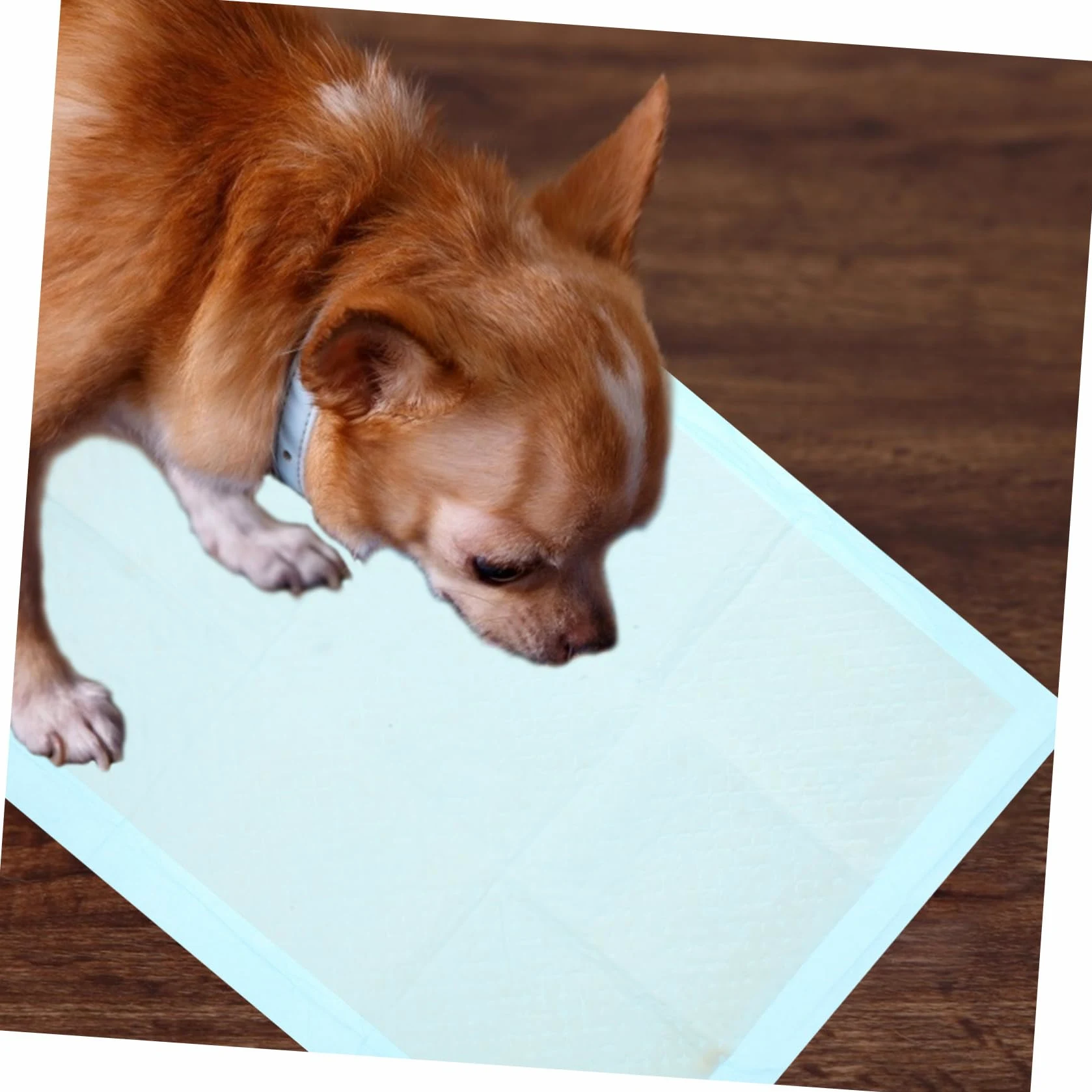 TOYANDONA Alfombrillas Sanitarias para Mascotas Absorbentes Y Resistentes Al Agua Entrenamiento para Perros Y Cachorros para Casa Y 50 Piezas*2