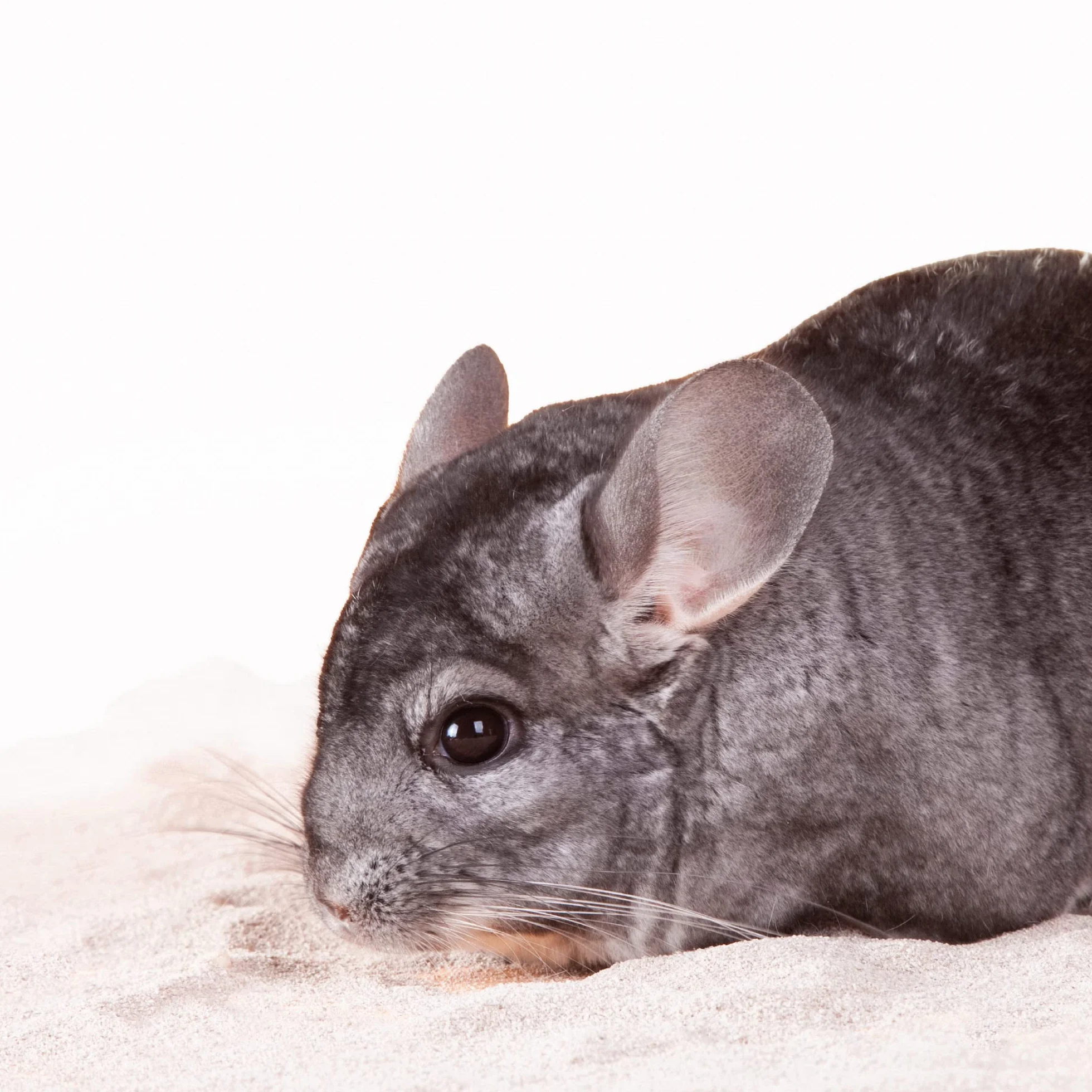Beaphar - Care+ Arena de Baño para Chinchillas y Roedores - Absorbe la Grasa y Humedad del Pelaje - 1,3kg