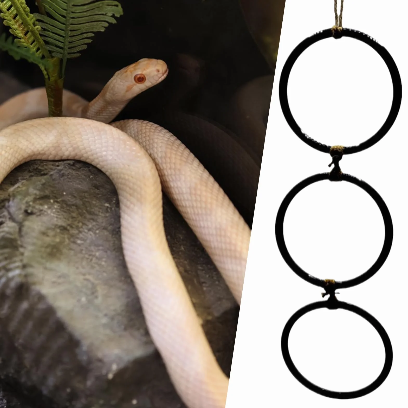 Juguetes De Enriquecimiento para Serpientes - Accesorios para Hábitat De Reptiles,con Aro Y Cadena Juego Interactivo para Anfibios Y Hábitat Interior para Mascotas