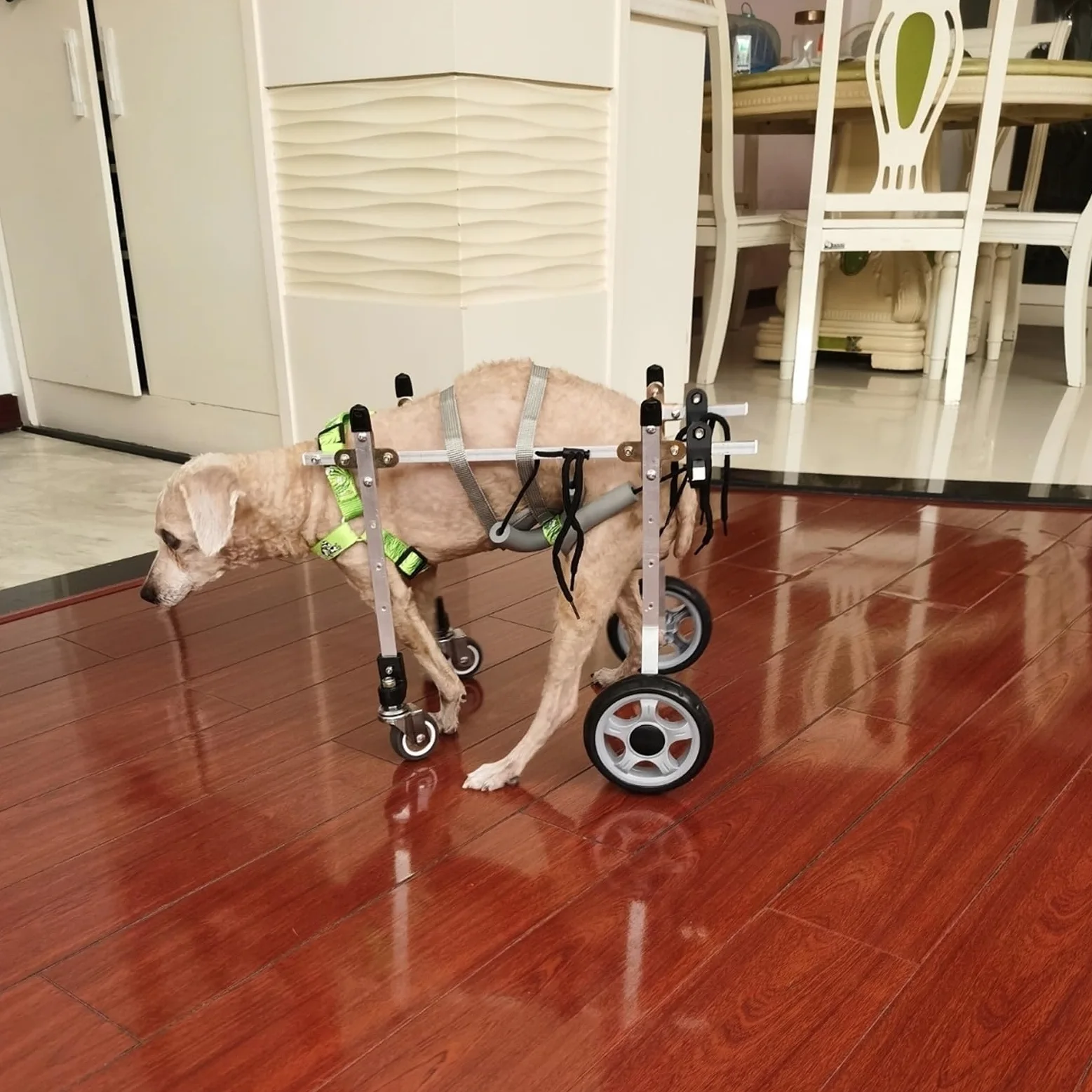 Silla de Ruedas para Perros, Silla de Ruedas for Perros Ajustable de aleación de Aluminio, Tallas XS-L, Ayuda for la Movilidad de Mascotas, Soporte de 4 Ruedas(L Wide)