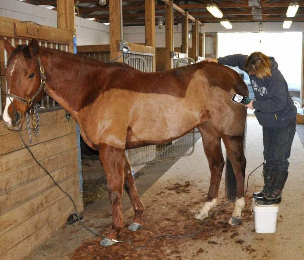 Profesional Eléctrico Esquiladora Caballo Recortadora Kit, 690W Alto Voltaje Mascota de Trabajo Pesado Tijeras Set, 6 Velocidades Ajustables, Adecuado para Caballos,llamas,Vacas,Cabras Otro Animal