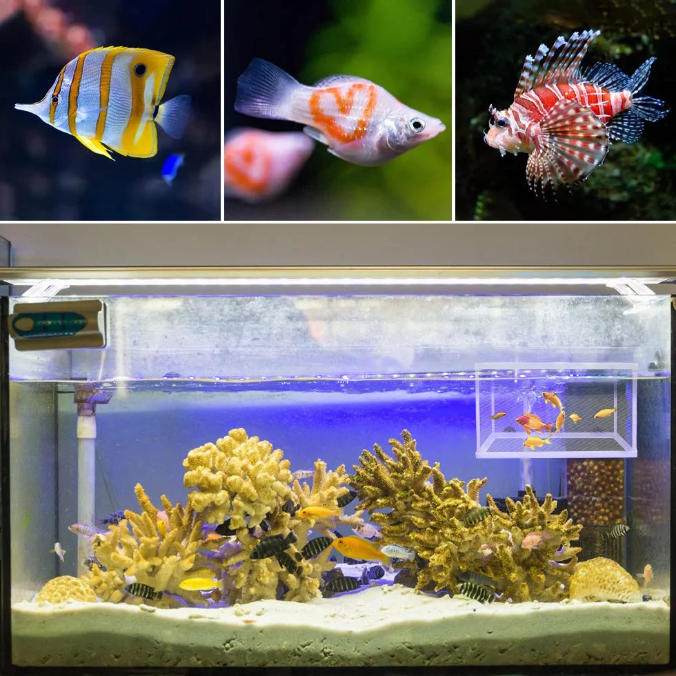 Incubadora de Peces de Acuario 2 Piezas Caja de Aislamiento de Peces, Red de Aislamiento para Acuarios con ventosa, para peces bebé, 26 x 15 cm