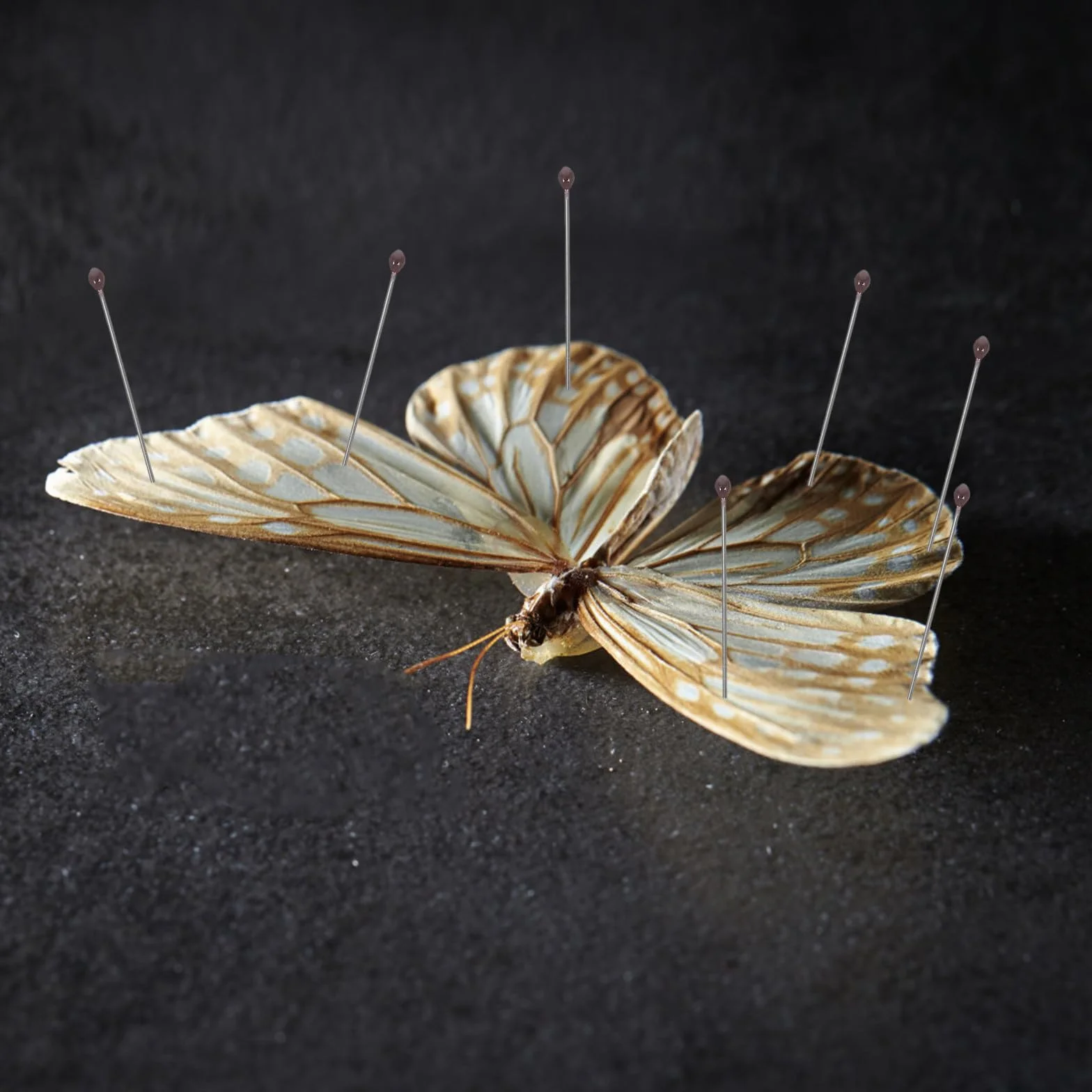 Juego de Alfileres de Fijación para Especímenes de Insectos de Acero Inoxidable Tamaño Nº 2 100 Unidades por Tubo Herramienta para Montaje y Exhibición en Entomología