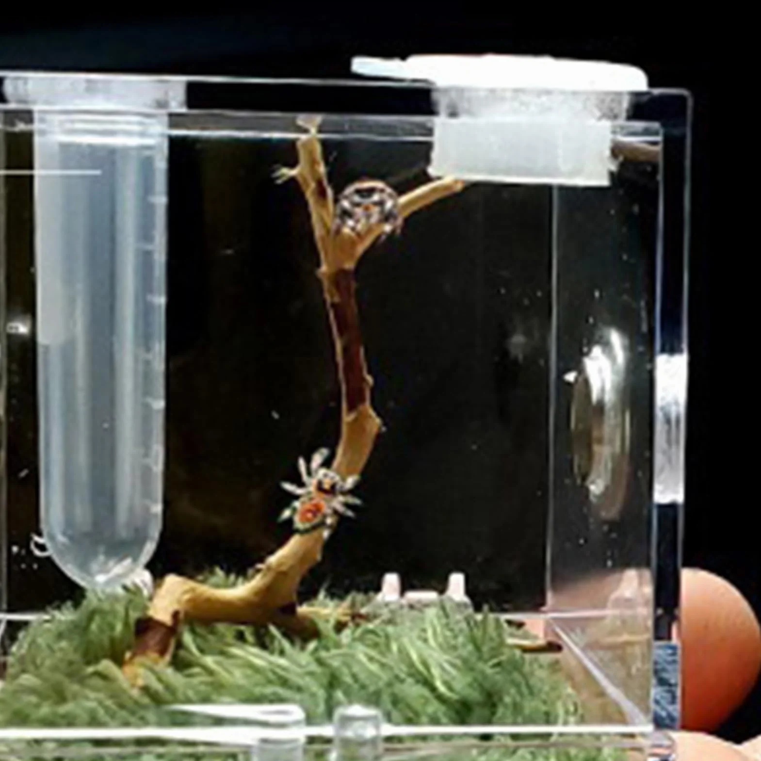 Caja de cría de 1 Piezas - Acrílico Transparente Reptil Habitat Case, para Spider Lizard Geckos Caracoles,Estuche de Terrario para Mini Mascota, Serpiente, Araña, Tarántulas, Molino