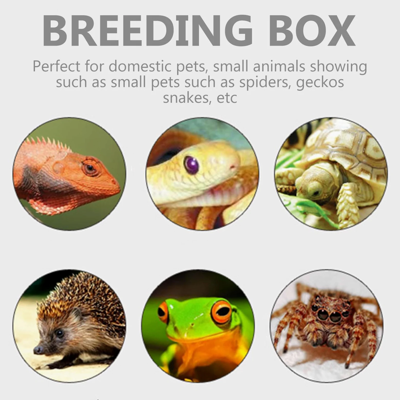 Terrario Pequeño para Reptiles y Mascotas Agujeros Transpirables, Acrílico Transparente Fácil de Observar, Adecuado para Incubadora y Hábitat Doméstico