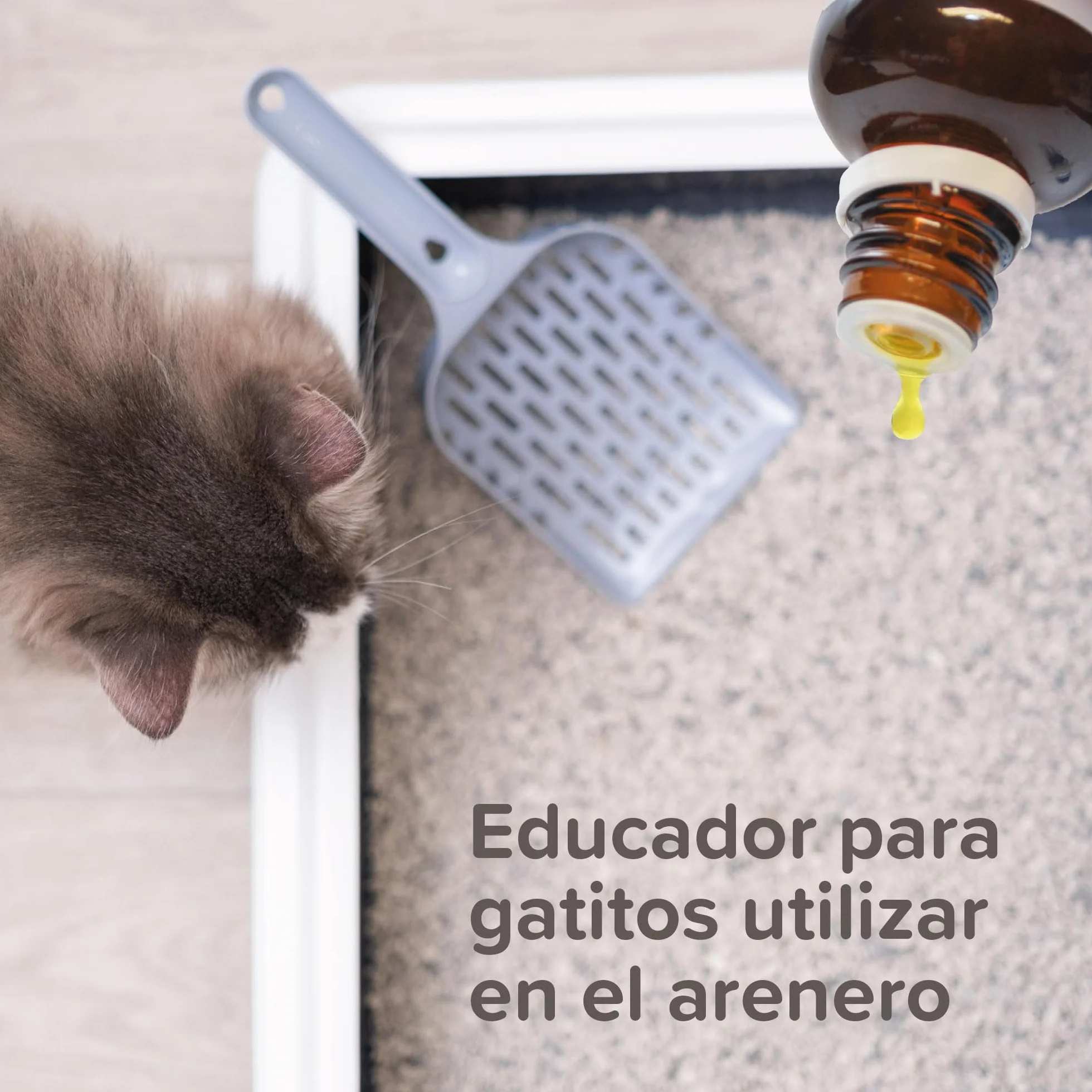 Beaphar - Cat Trainer Educador para Gatos - con sustancias atrayentes - Hace Atractivos los Juguetes y los rascadores - Ideal para el adiestramiento - 10ml