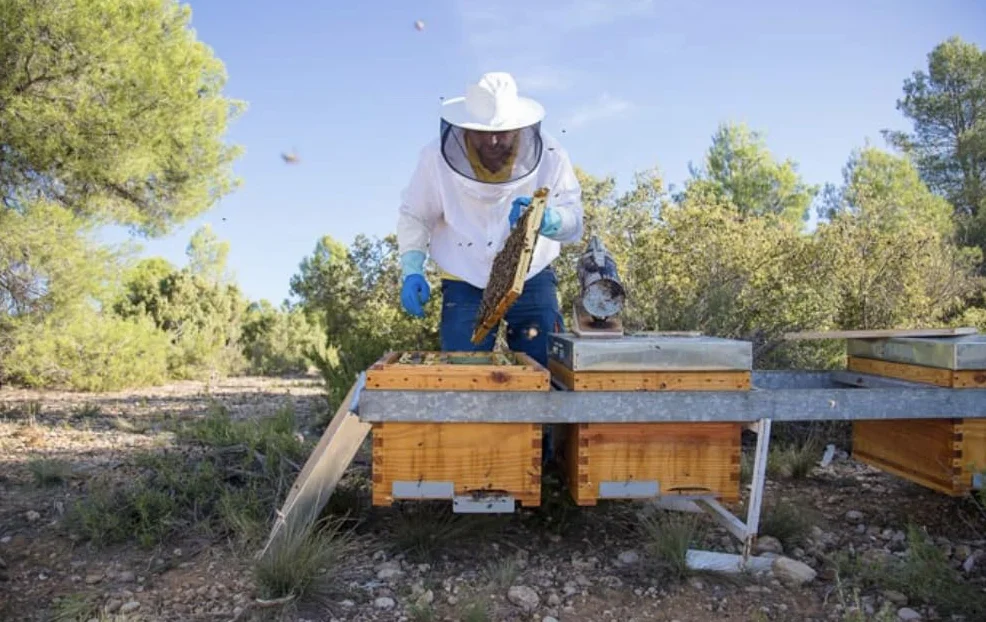 Polen de Abeja natural. Polen Las Obreras 450 grs. Origen España 100%. Pequeño tesoro alimenticio que las abejas extraen de diversas flores. Origen, Cuenca.
