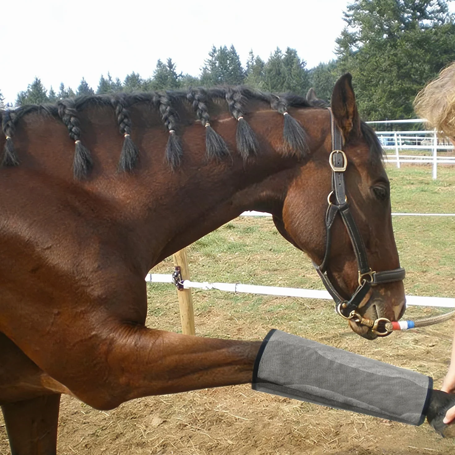 Polainas Antimoscas para Caballos Paquete de 4 Gris Protectores